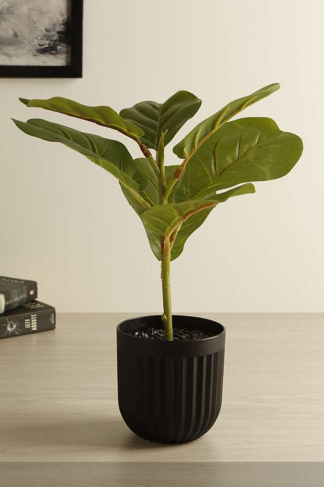 Black-Ribbed-Pot-With-Fiddle-Plant