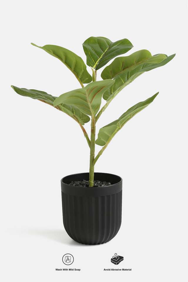 Black-Ribbed-Pot-With-Fiddle-Plant