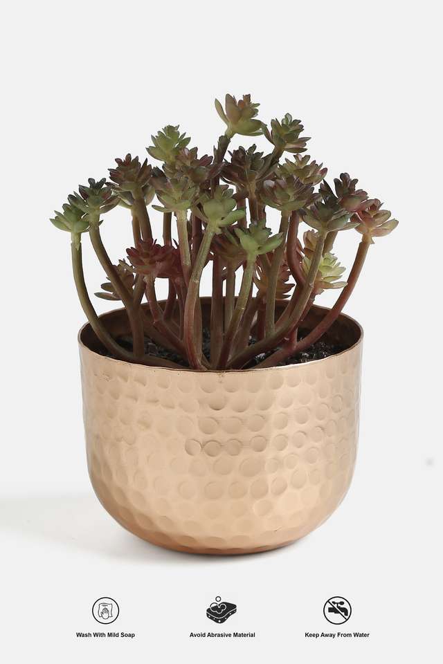 Hammered-Gold-Potted-Green-Sucullent