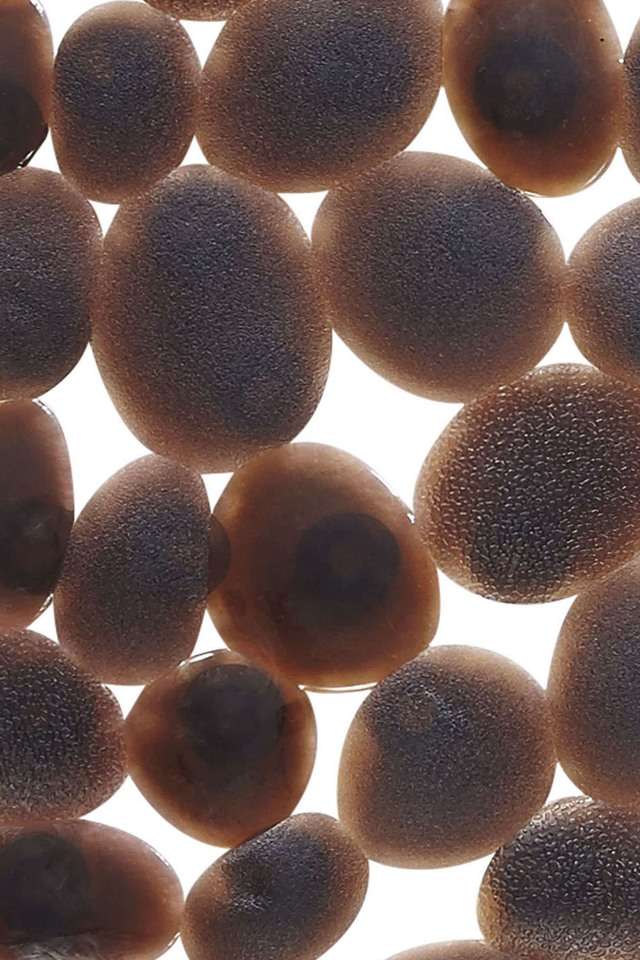 Cobble-Shower-Bathmat-36-x-75