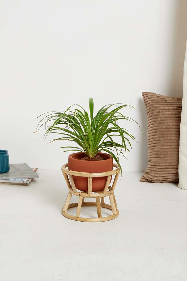 BTE-Indoor-Cane-Succulent-Planter-Inv