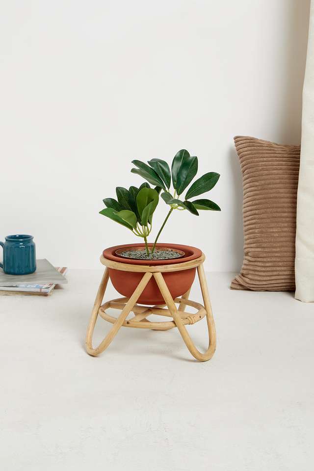 BTE-Indoor-Cane-Planter-Inv