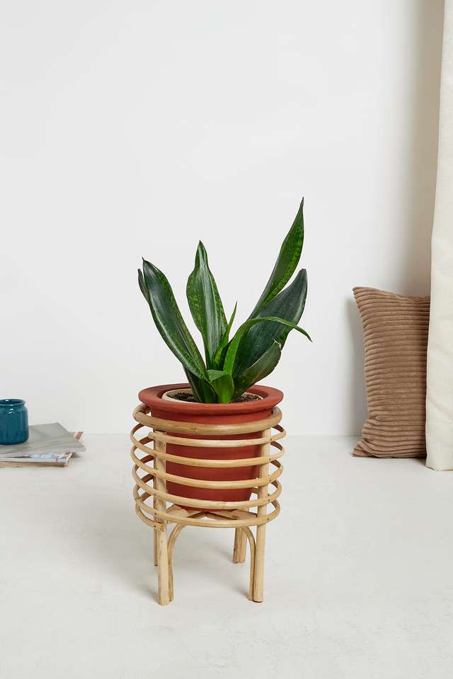 BTE-Indoor-Cane-Succulent-Planter