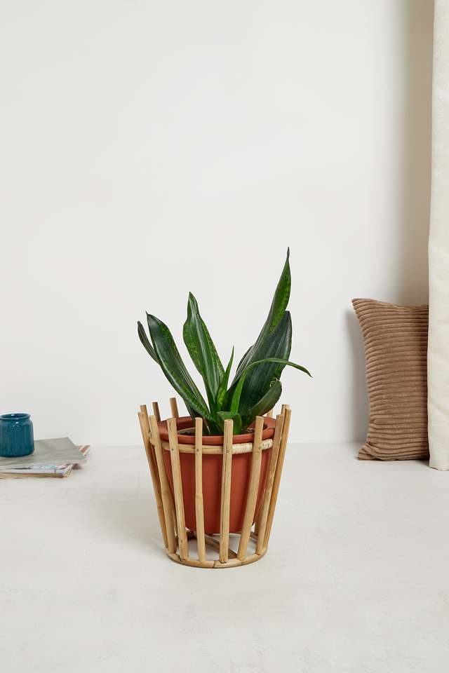 BTE-Indoor-Cane-Tt-Planter