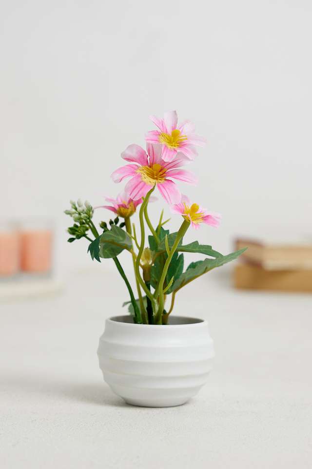 Pink-Cosmos-Mini-Potted-Flower