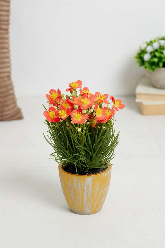 Orange-Spring-Potted-Flower