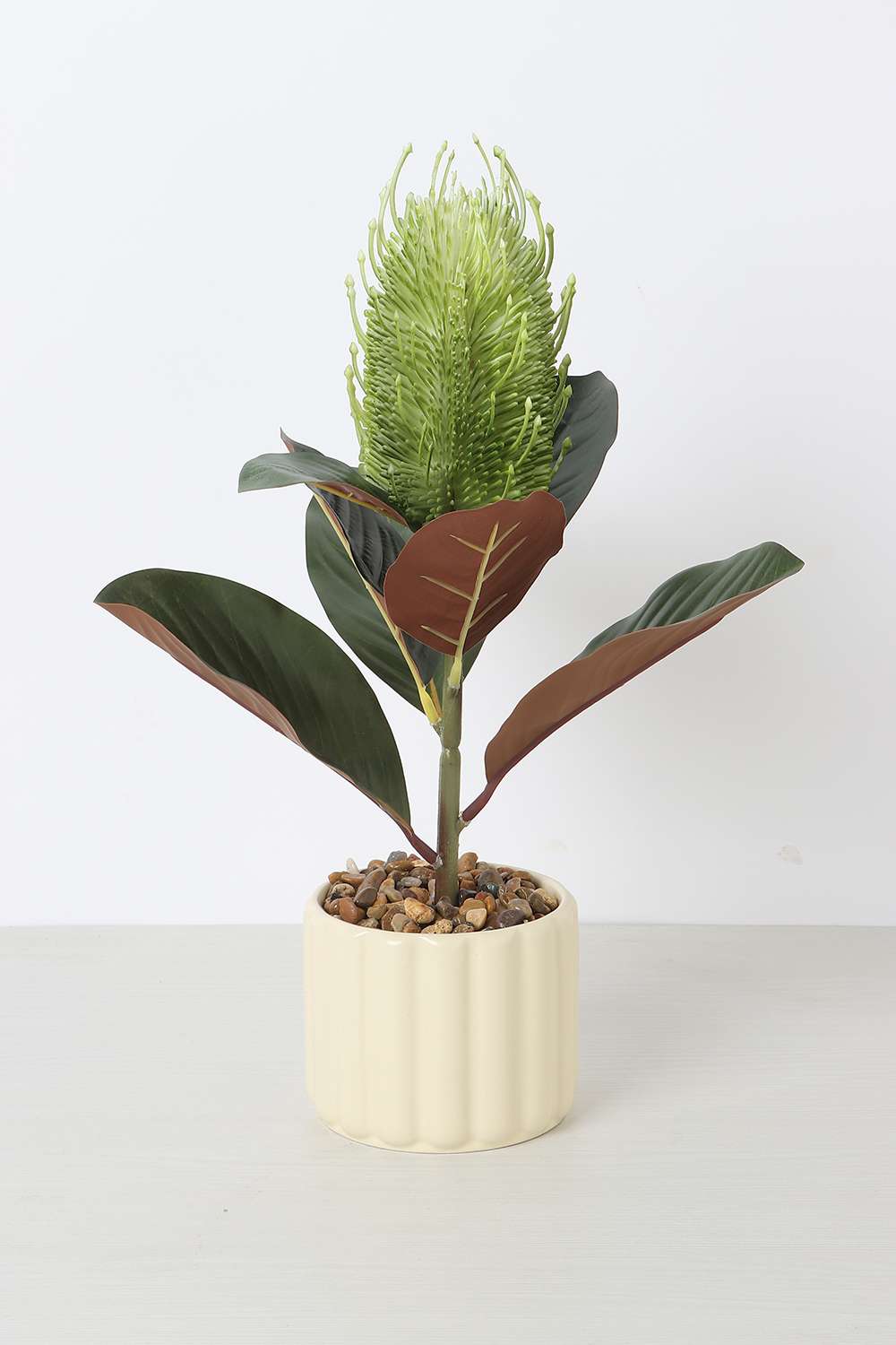 Noir-Protea-Potted-Plant-25-cm