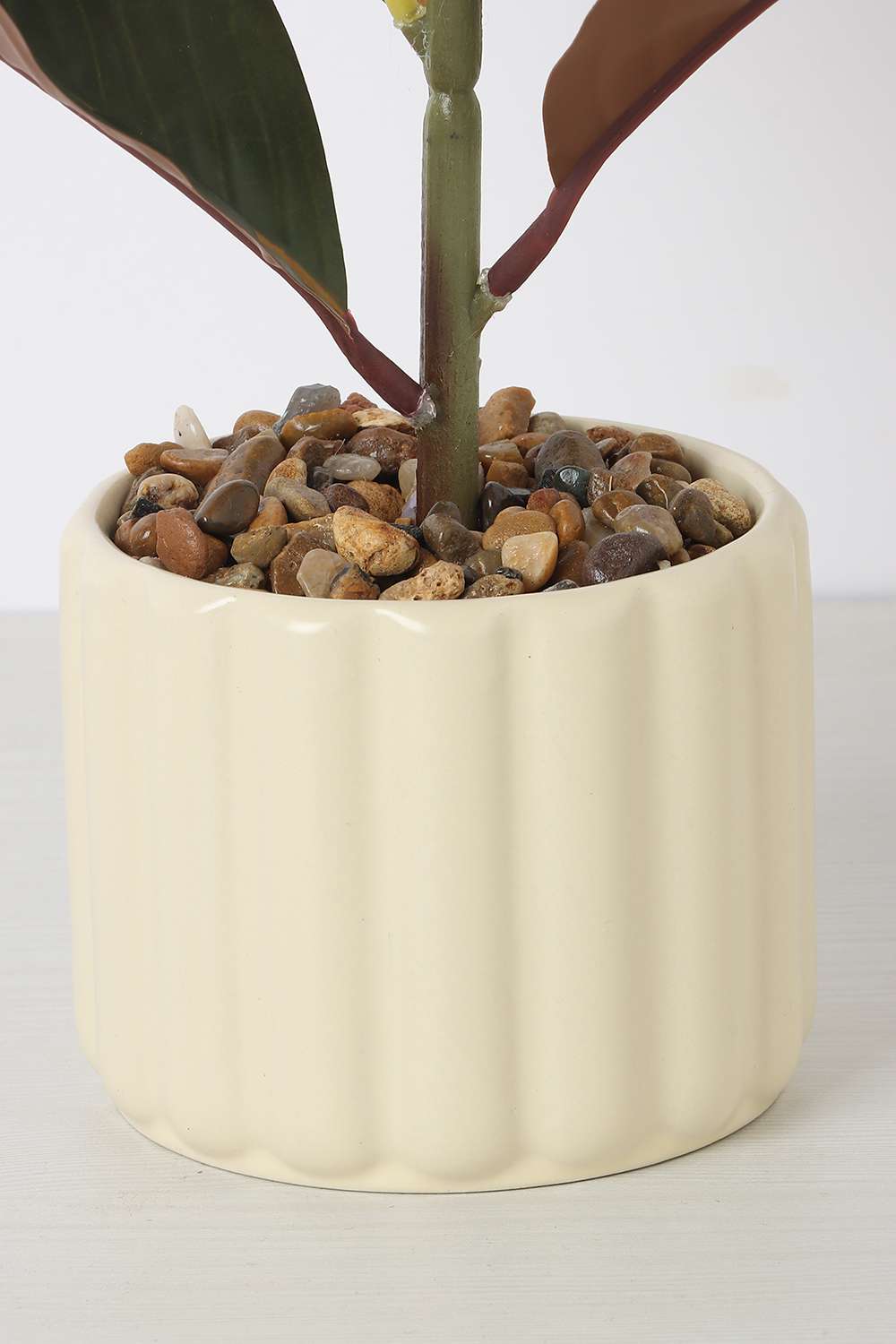 Noir-Protea-Potted-Plant-25-cm