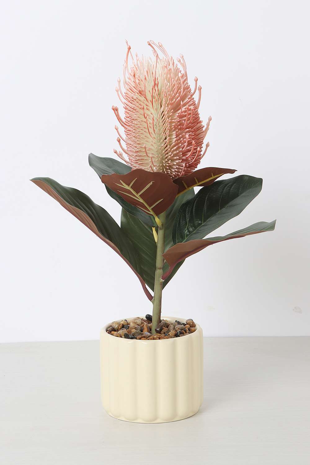 Noir-Protea-Potted-Plant-25-cm