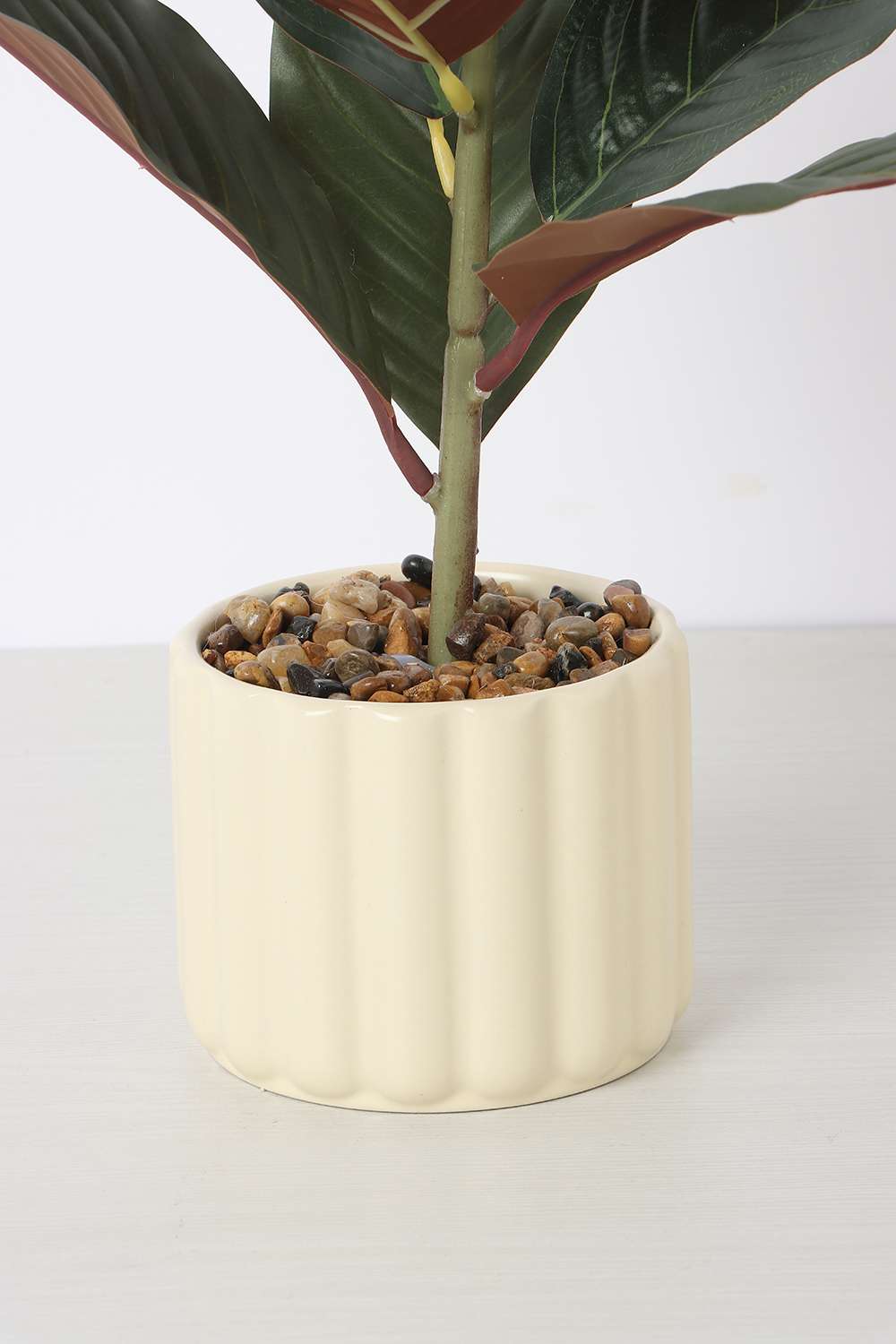 Noir-Protea-Potted-Plant-25-cm