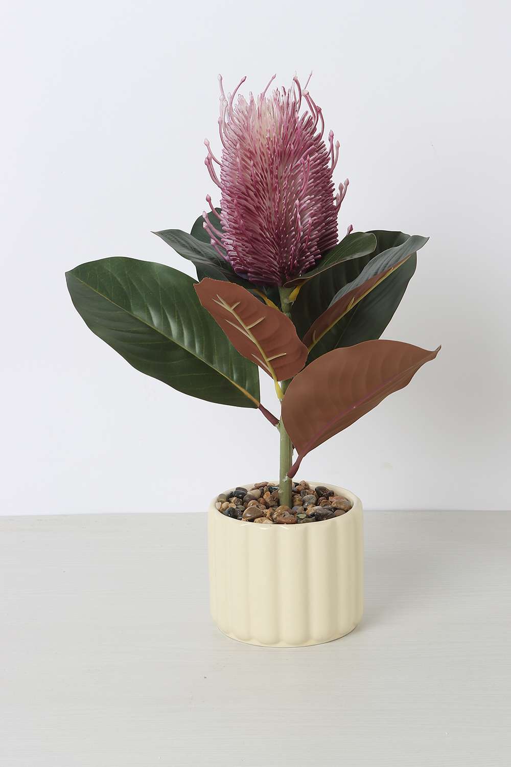 Noir-Protea-Potted-Plant-25-cm
