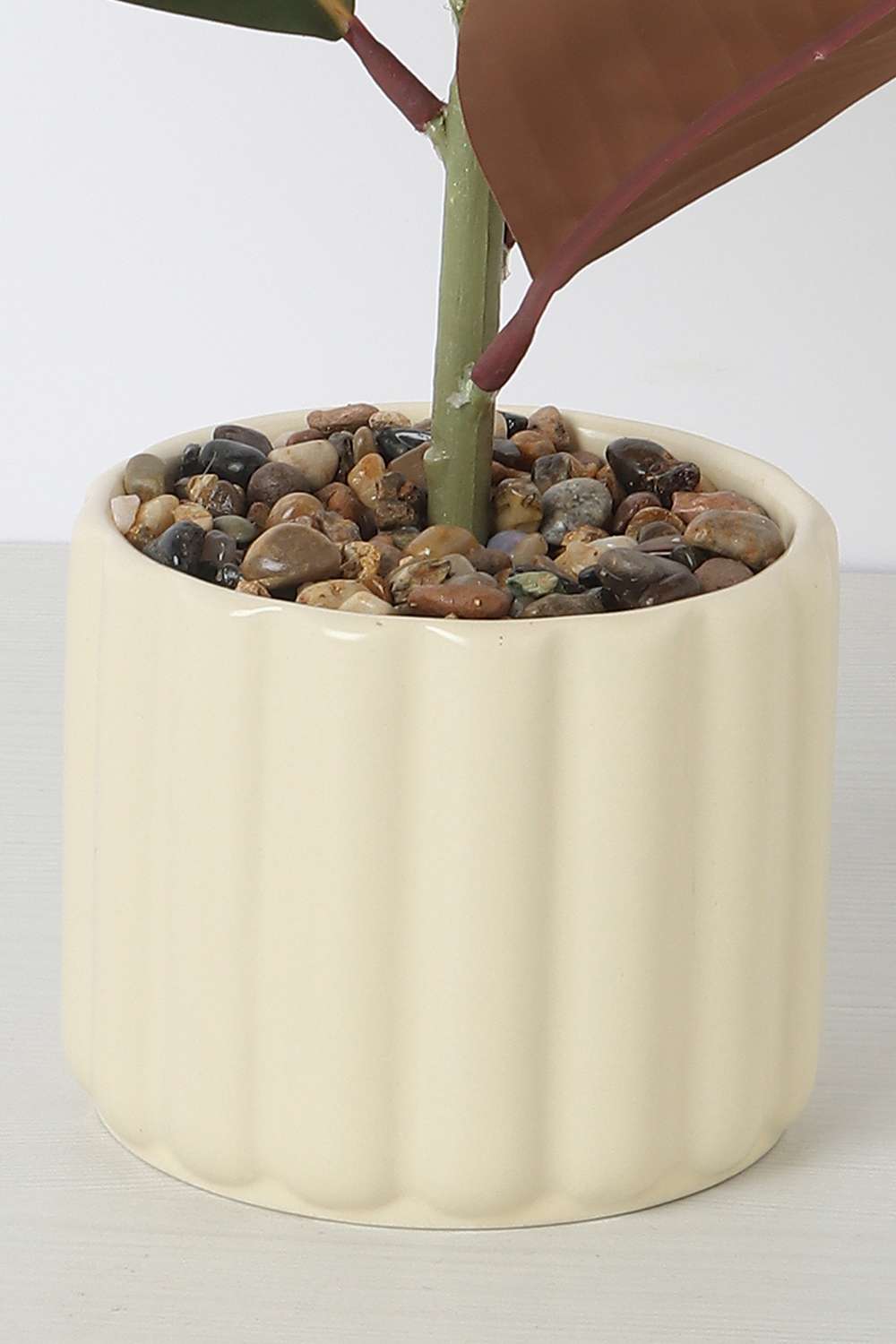 Noir-Protea-Potted-Plant-25-cm