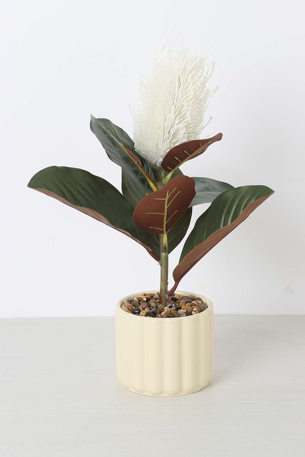 Noir-Protea-Potted-Plant-25-cm
