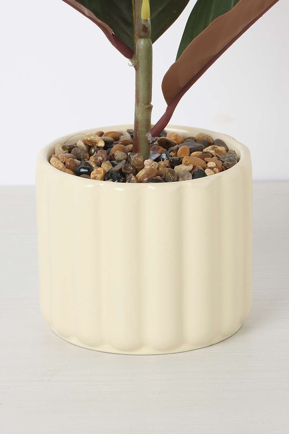 Noir-Protea-Potted-Plant-25-cm