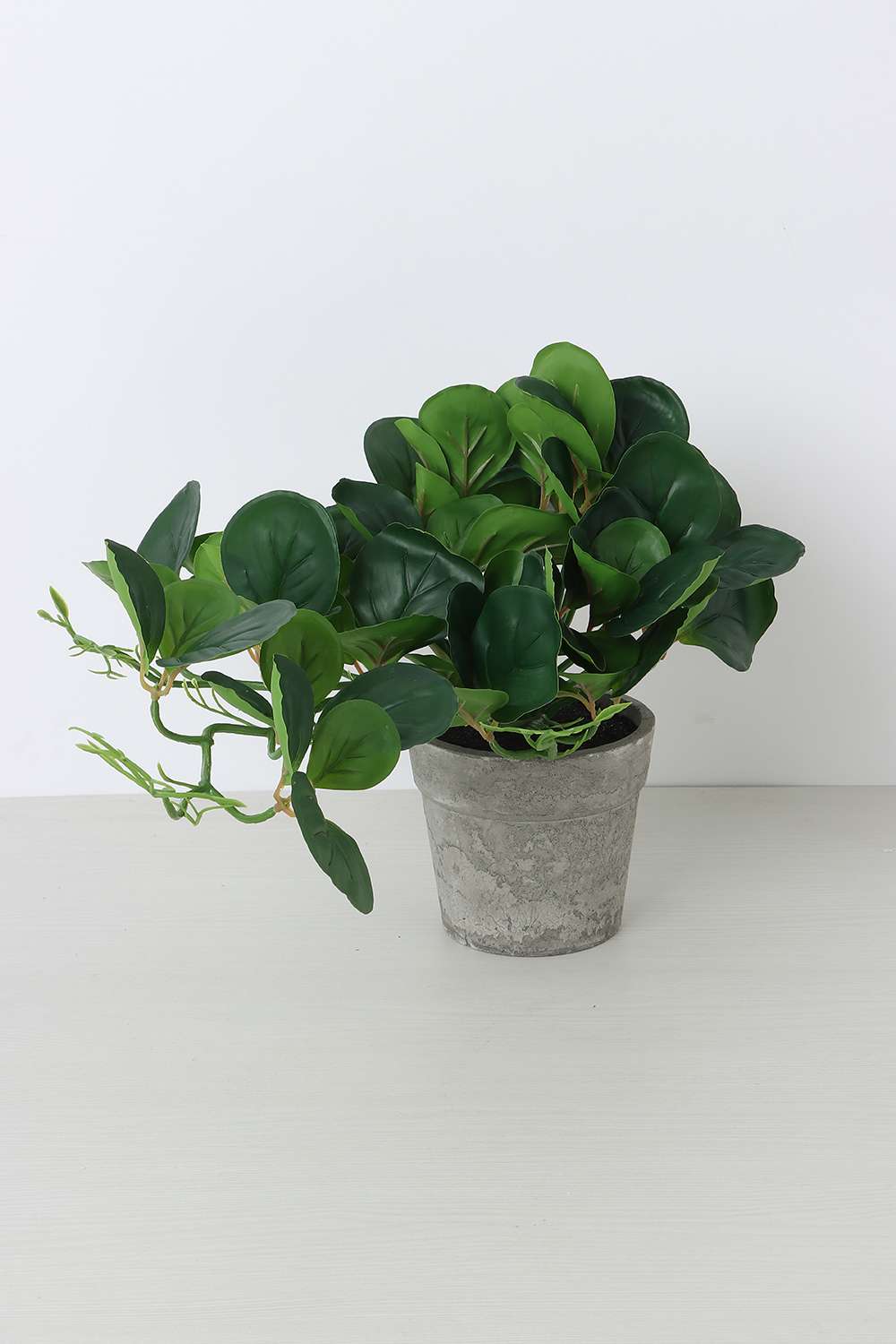 Noir-Ex-Deco-Creeper-Potted-Plant-10-cm