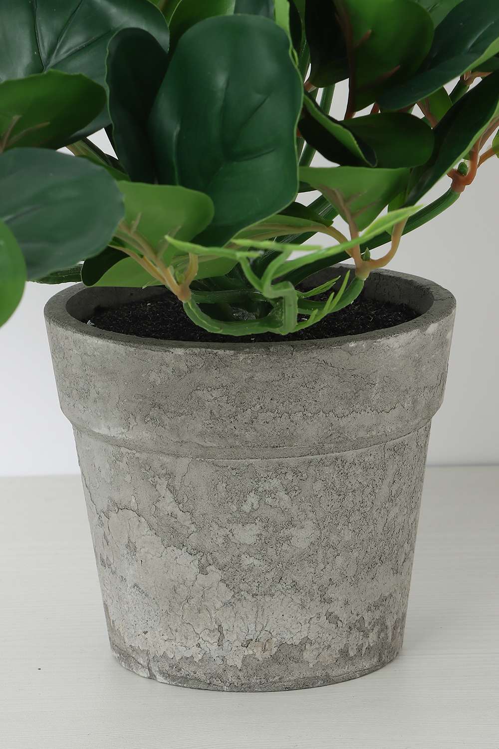 Noir-Ex-Deco-Creeper-Potted-Plant-10-cm