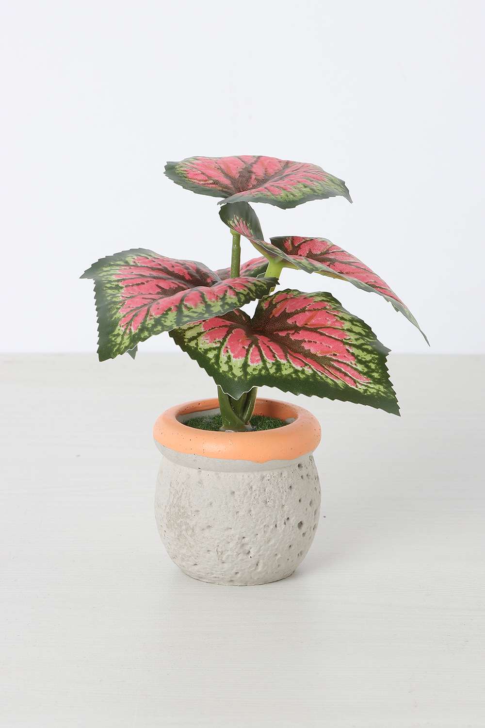 Noir-Mini-Shd-Potted-13-cm