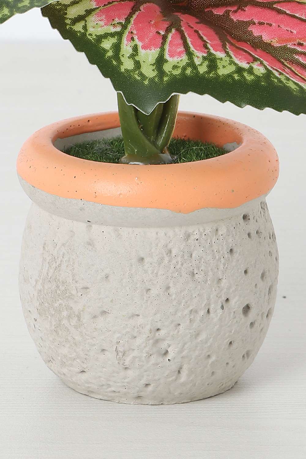 Noir-Mini-Shd-Potted-13-cm