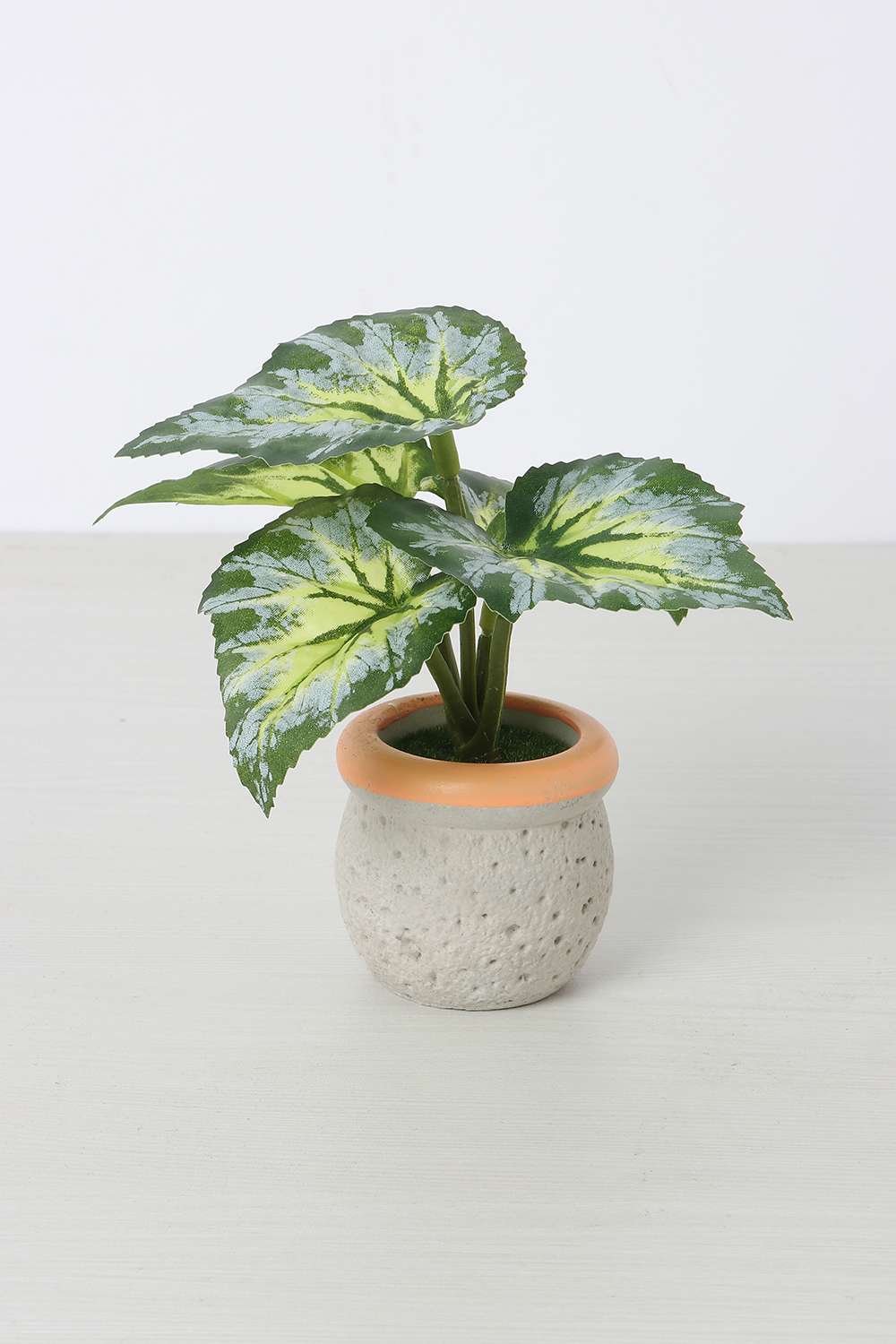 Noir-Mini-Shd-Potted-13-cm