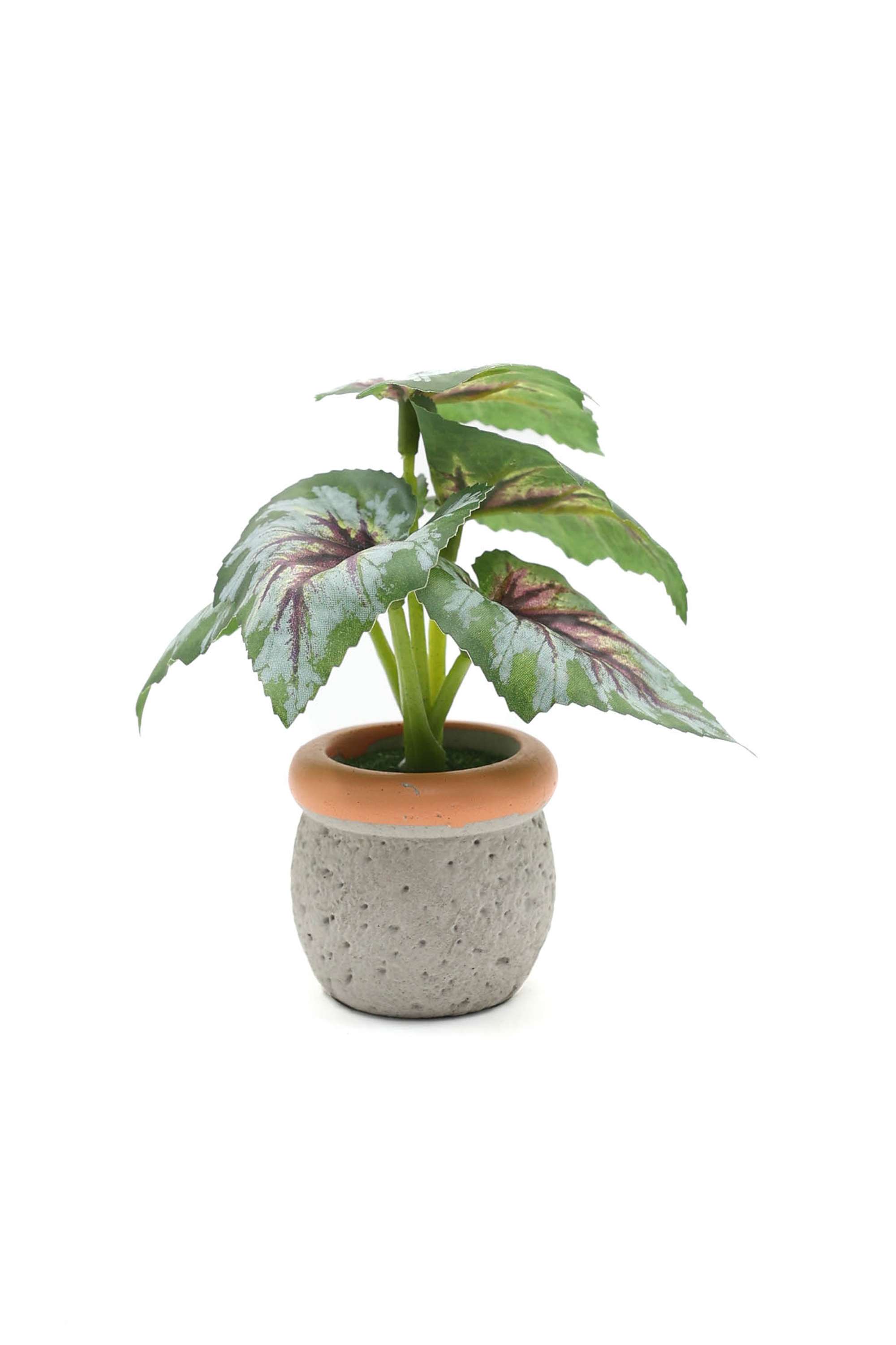 Noir-Mini-Shd-Potted-13-cm