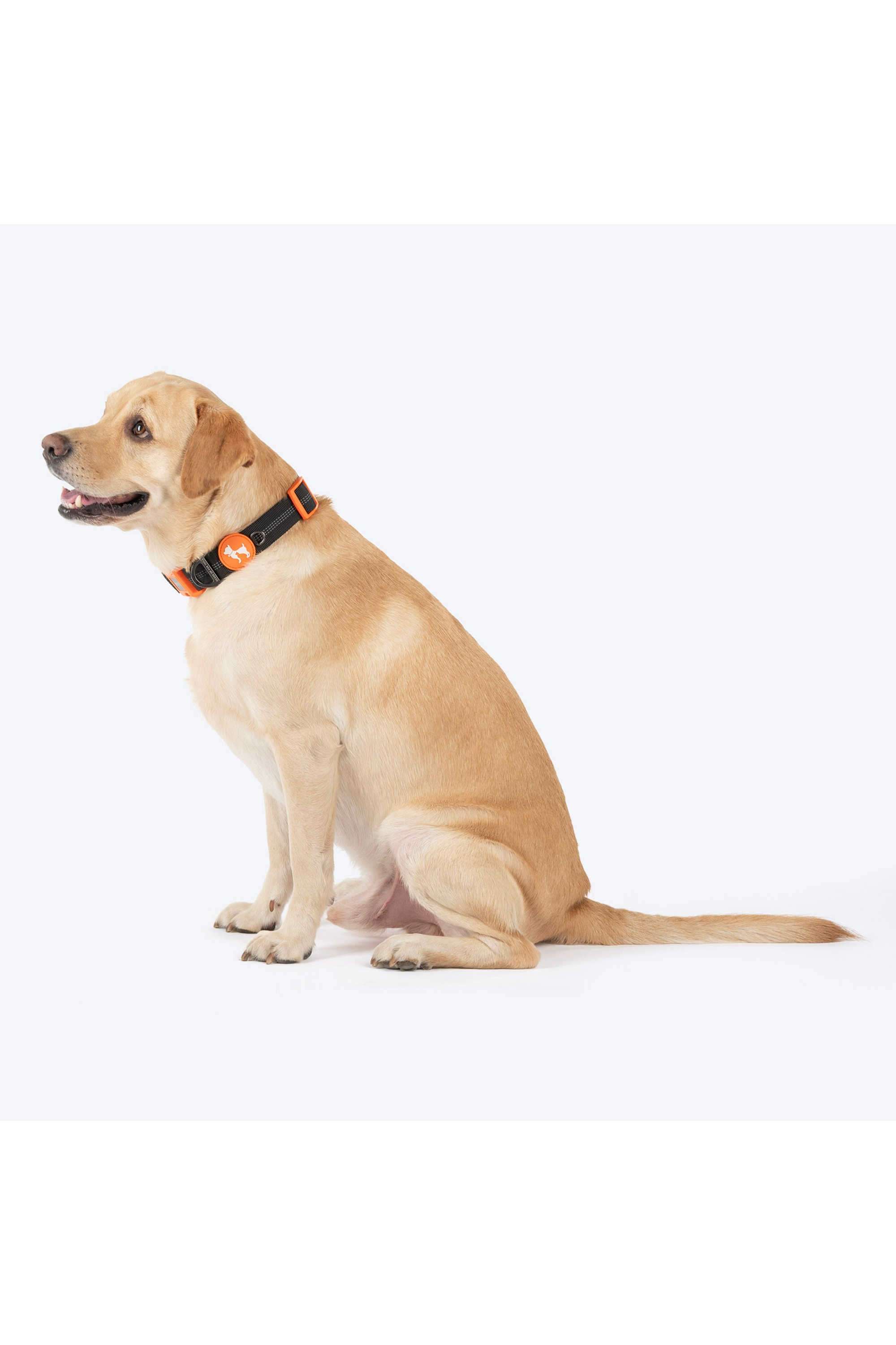 Xplorers-Collar-For-Dog