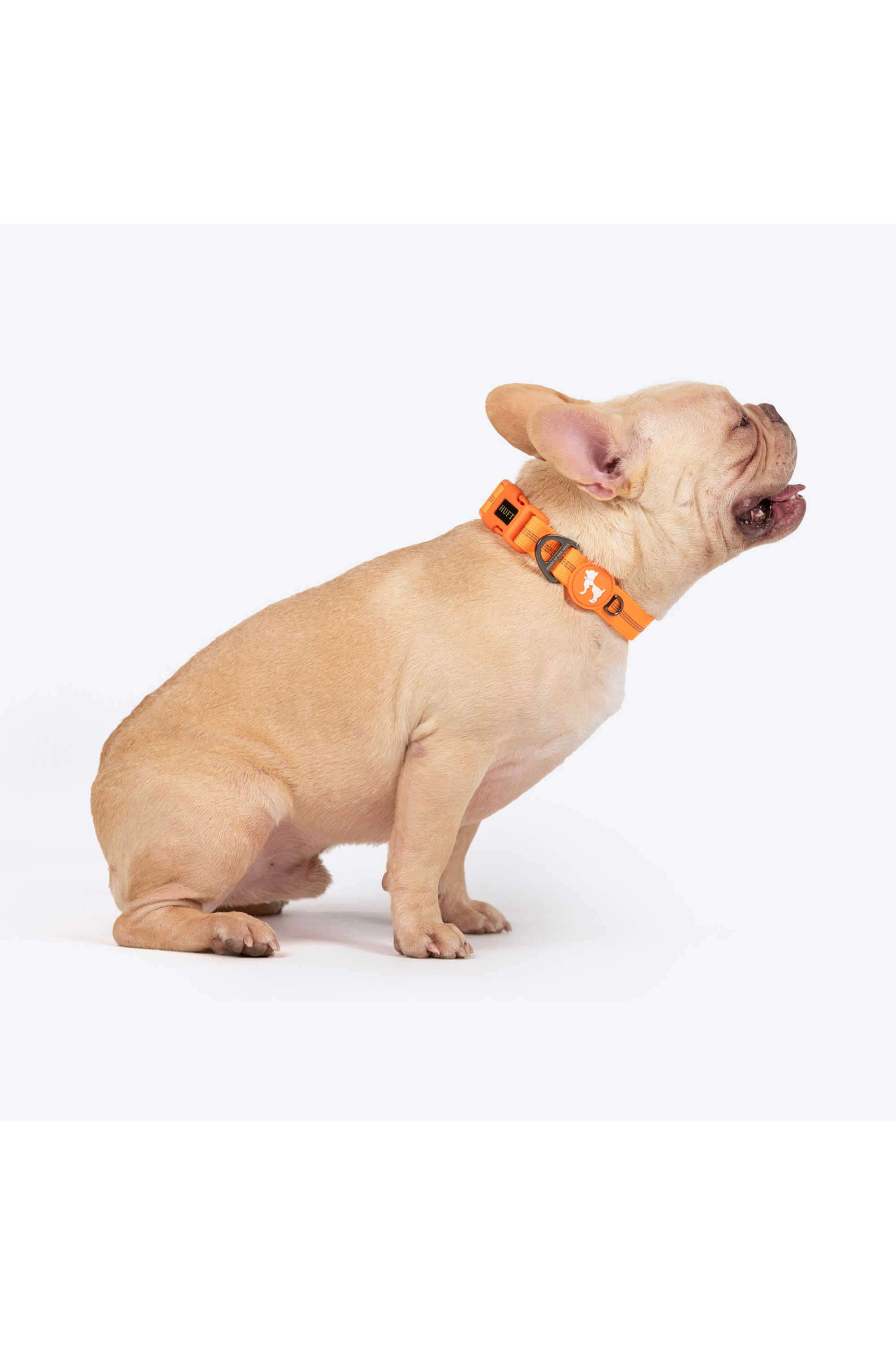 Xplorers-Collar-For-Dog