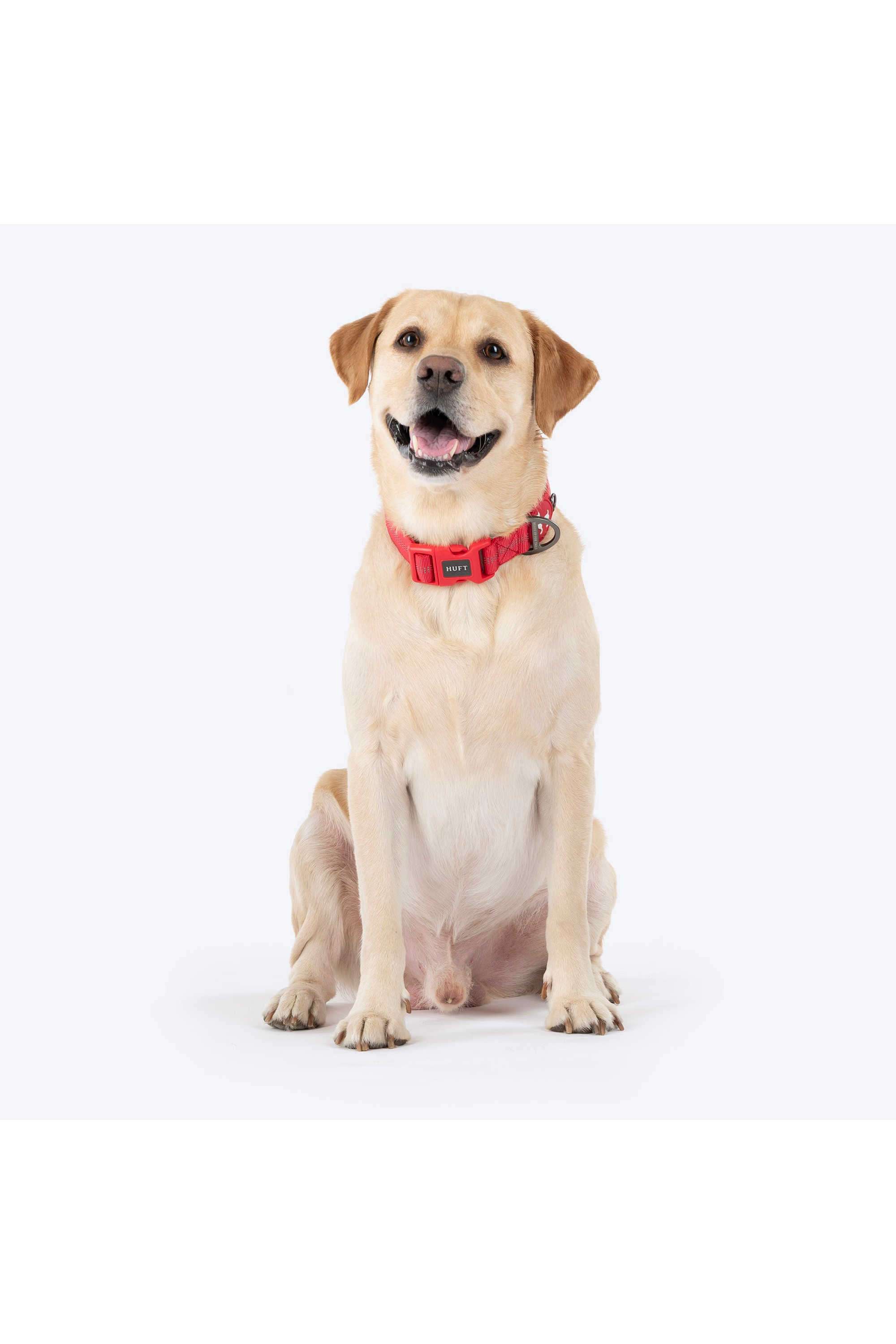 Xplorers-Collar-For-Dog