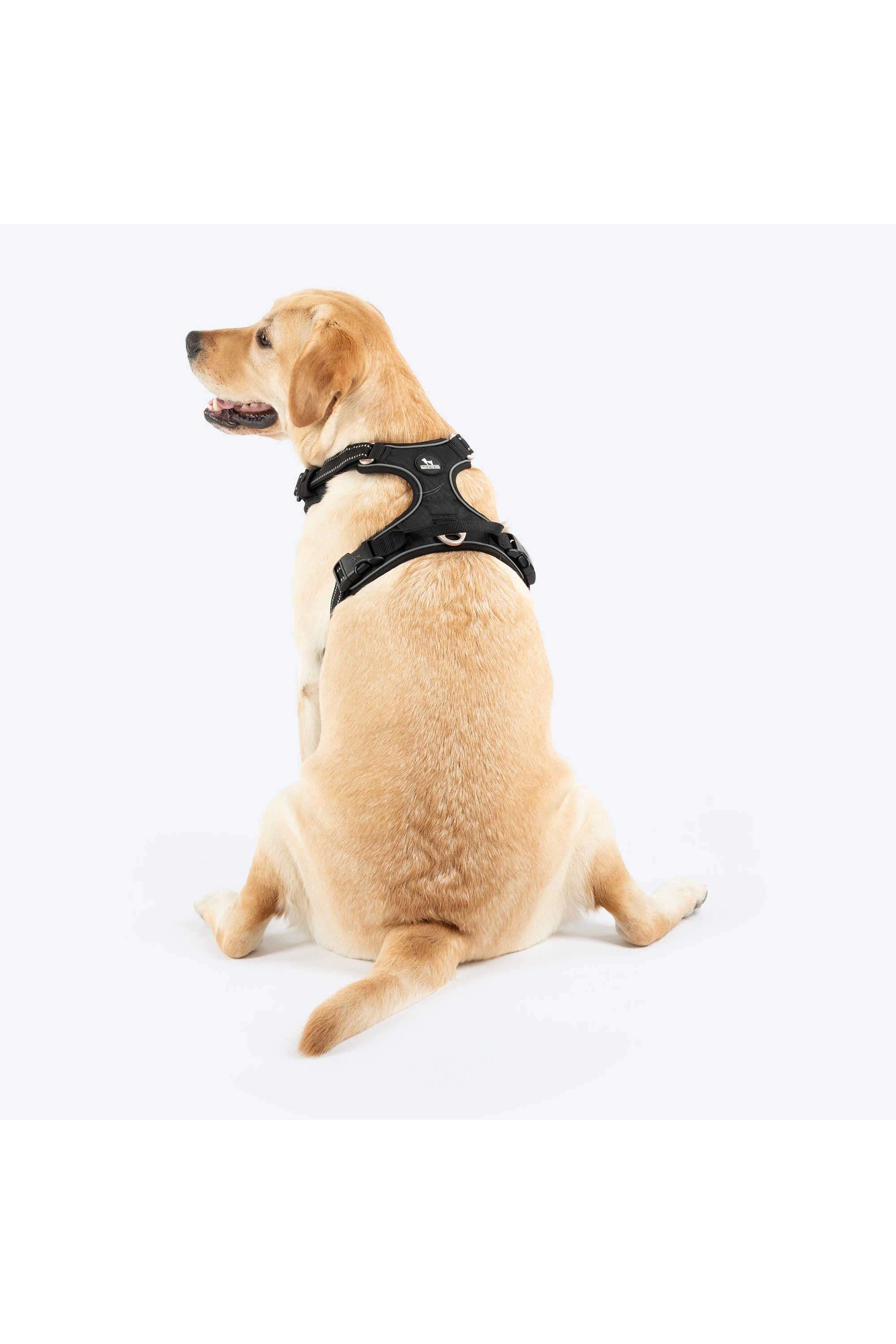 Xplorers-Harness-For-Dog