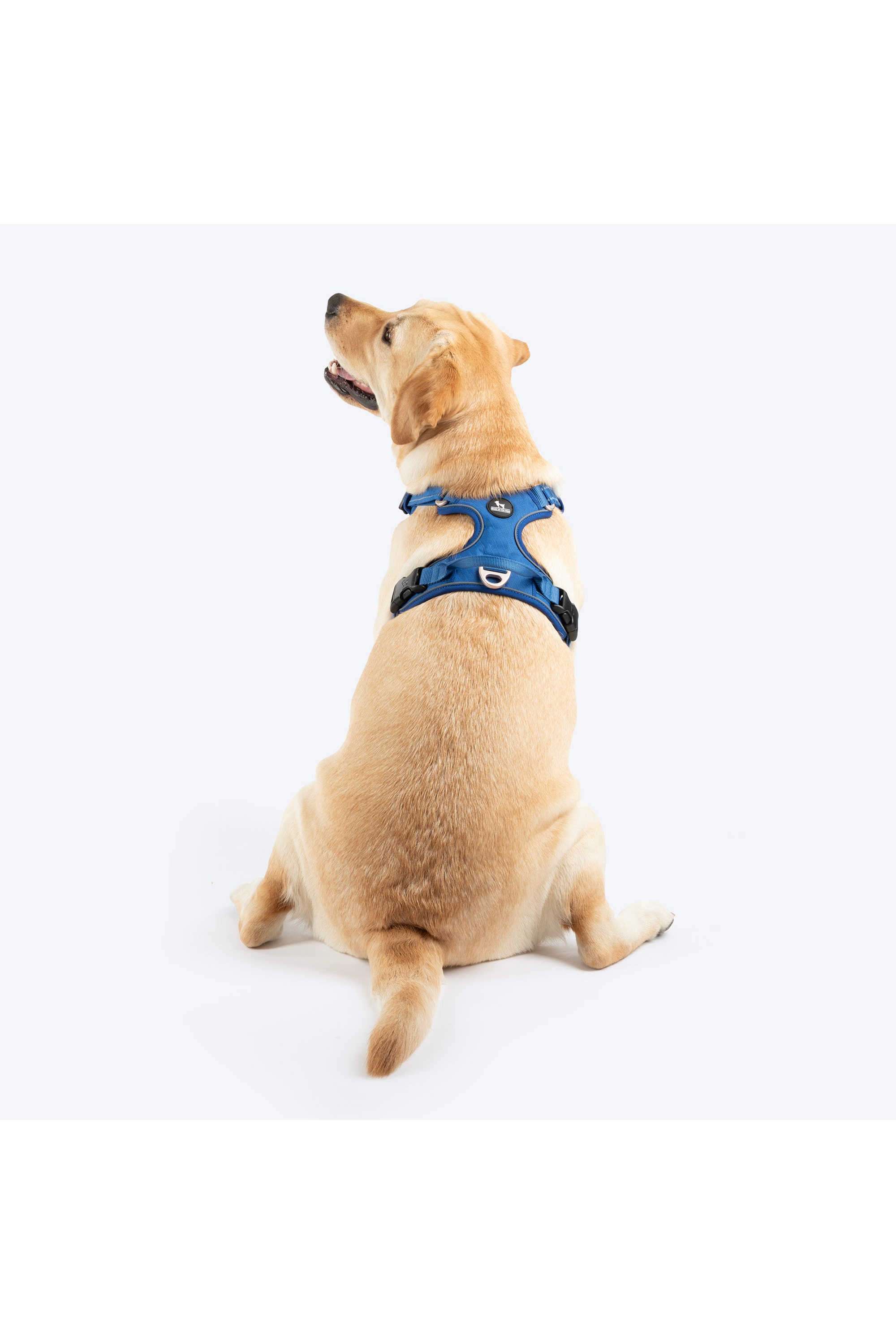 Xplorers-Harness-For-Dog