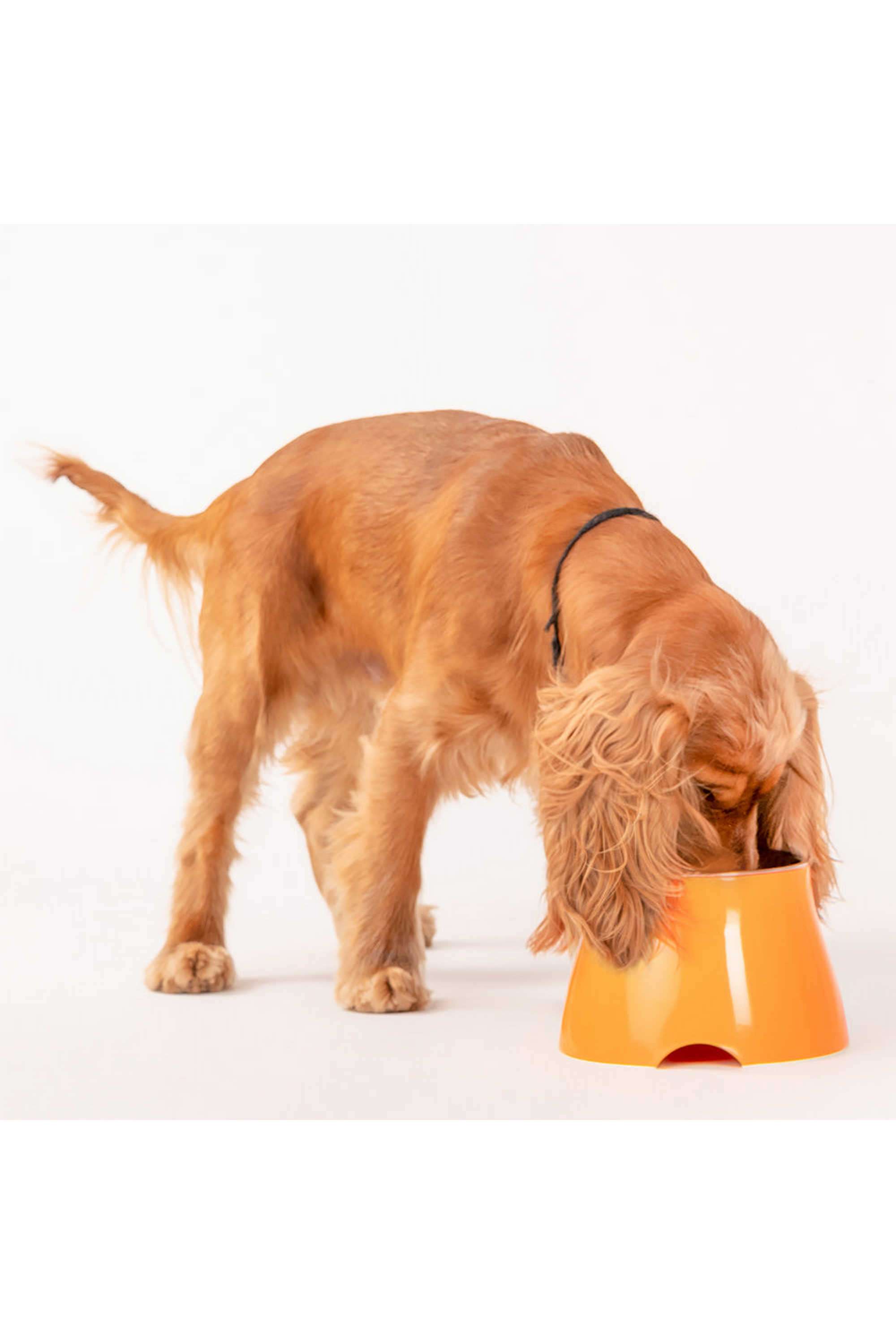 Elevated-Dog-Bowl