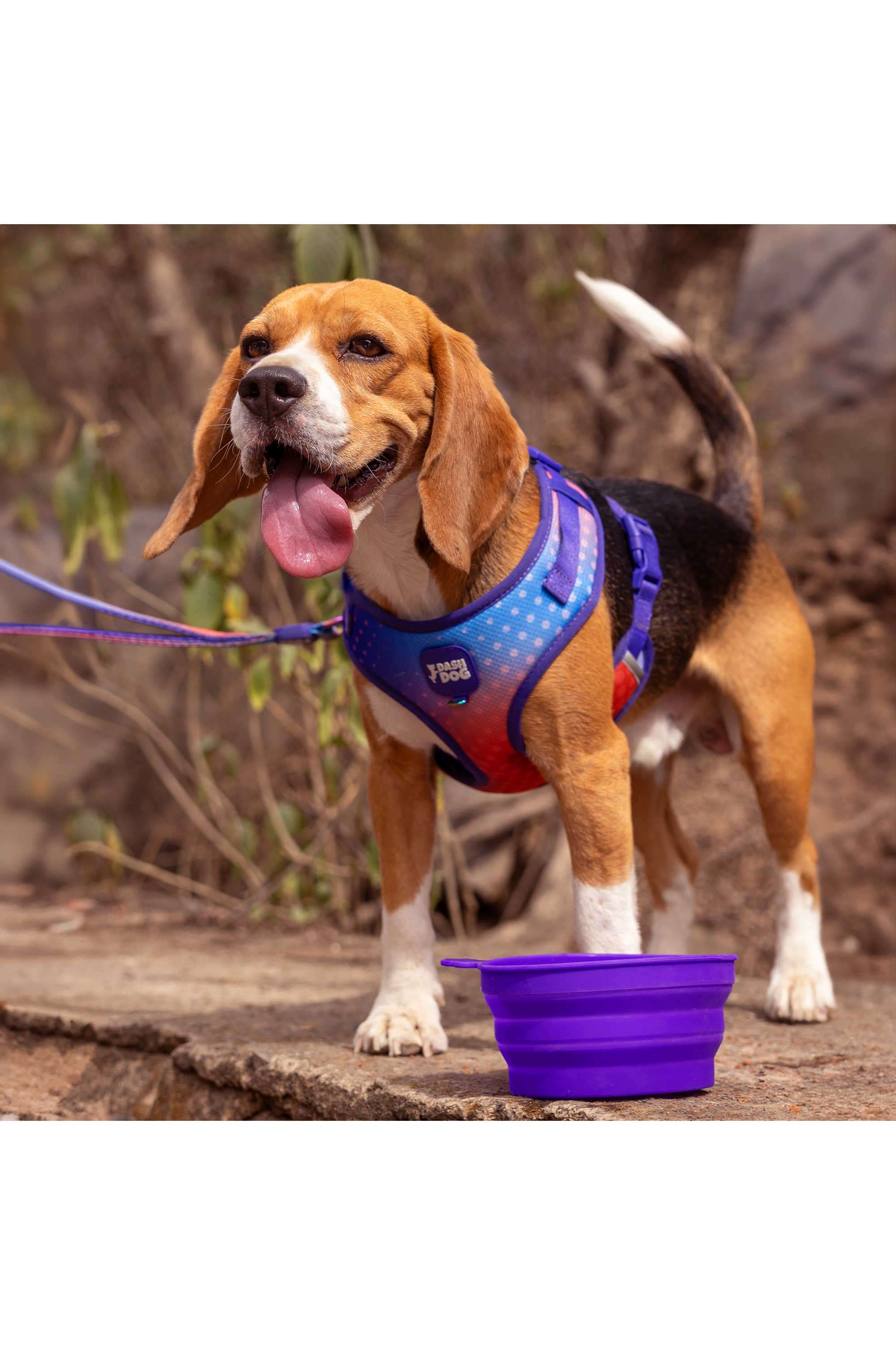 Dash-Dog-Collapsible-Travel-Bowl-For-Dogs-&-Cats