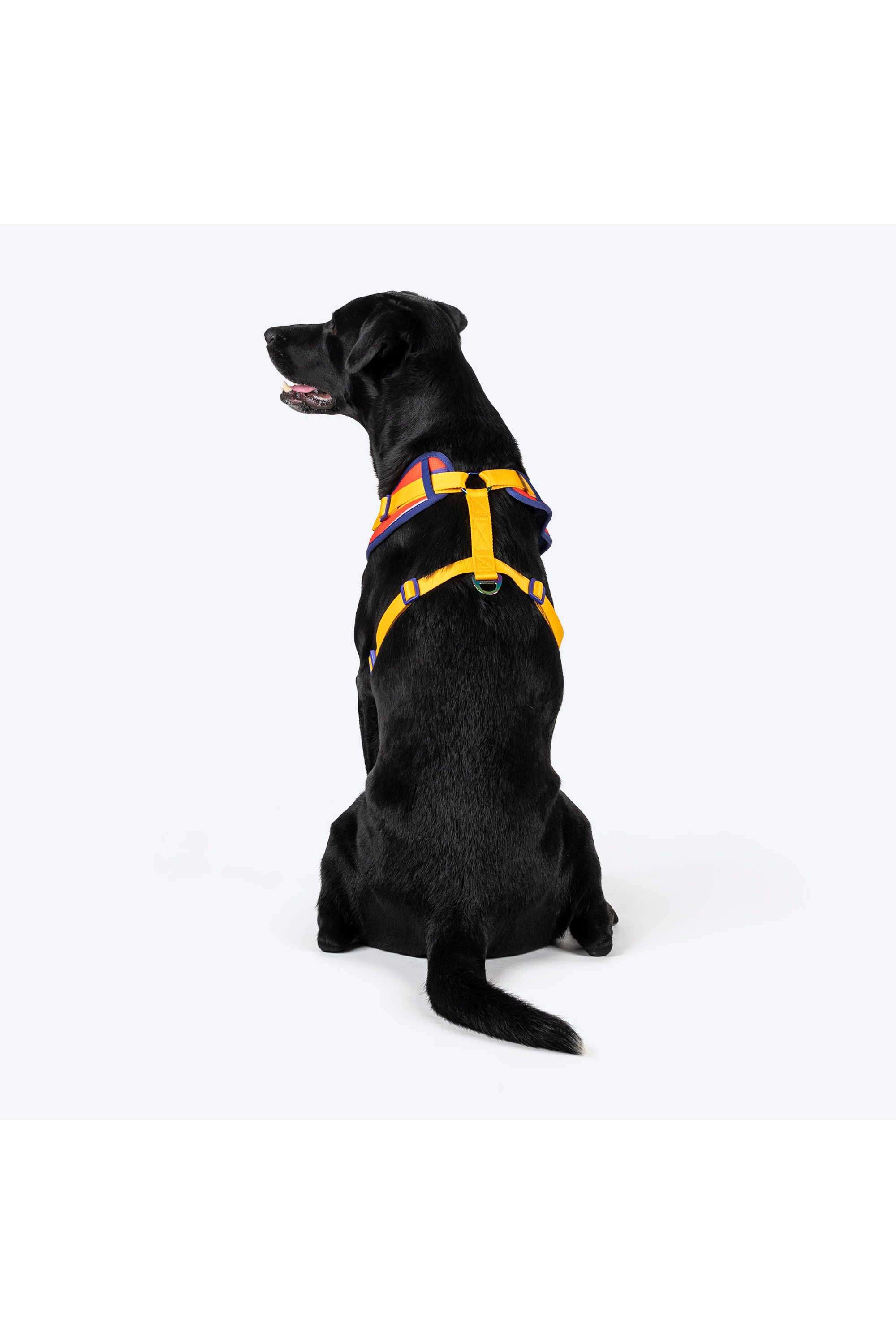 Dash-Dog-Radiant-Blaze-Easy-Walk-Harness-For-Dog
