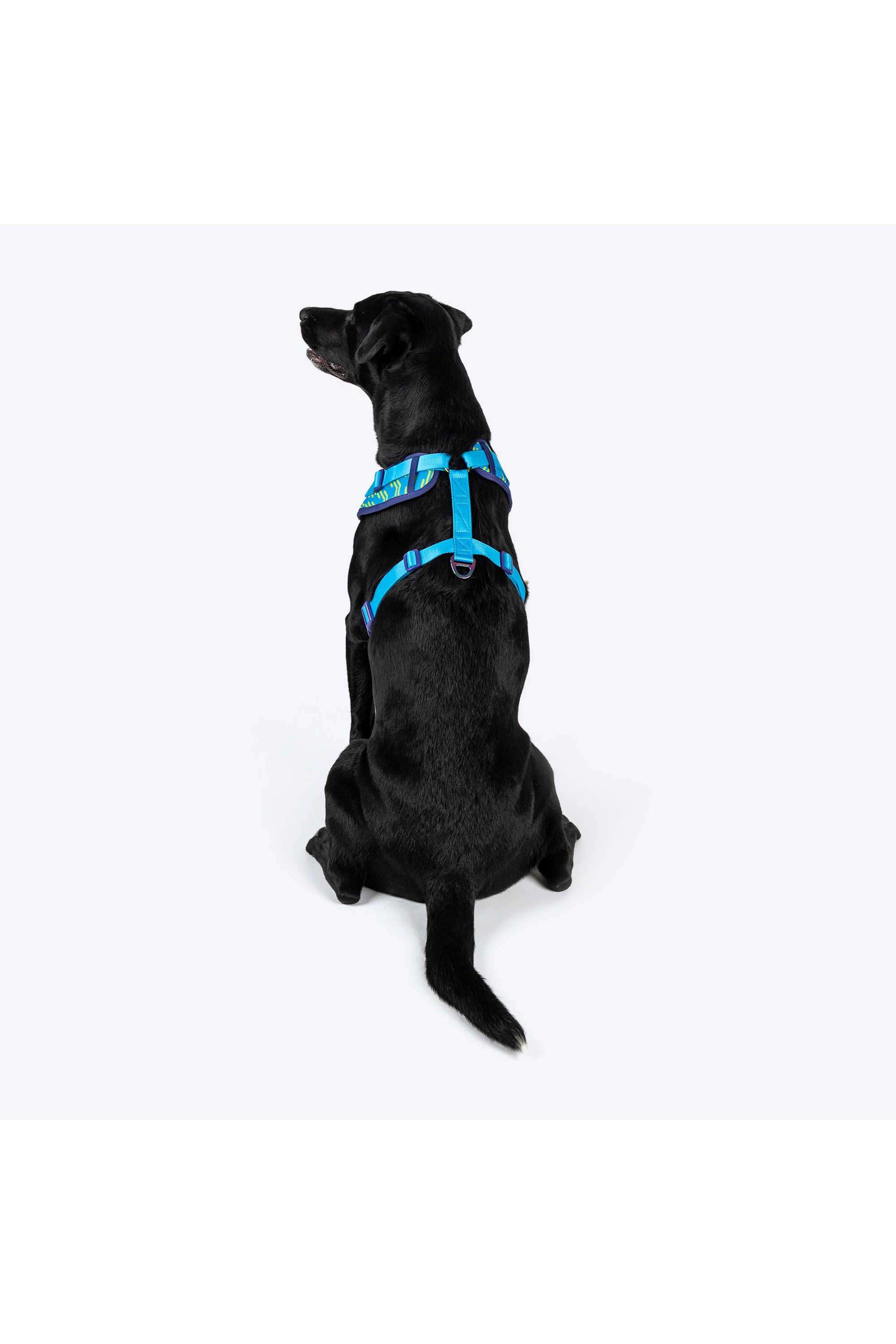 Dash-Dog-Vector-Easy-Walk-Harness-For-Dog
