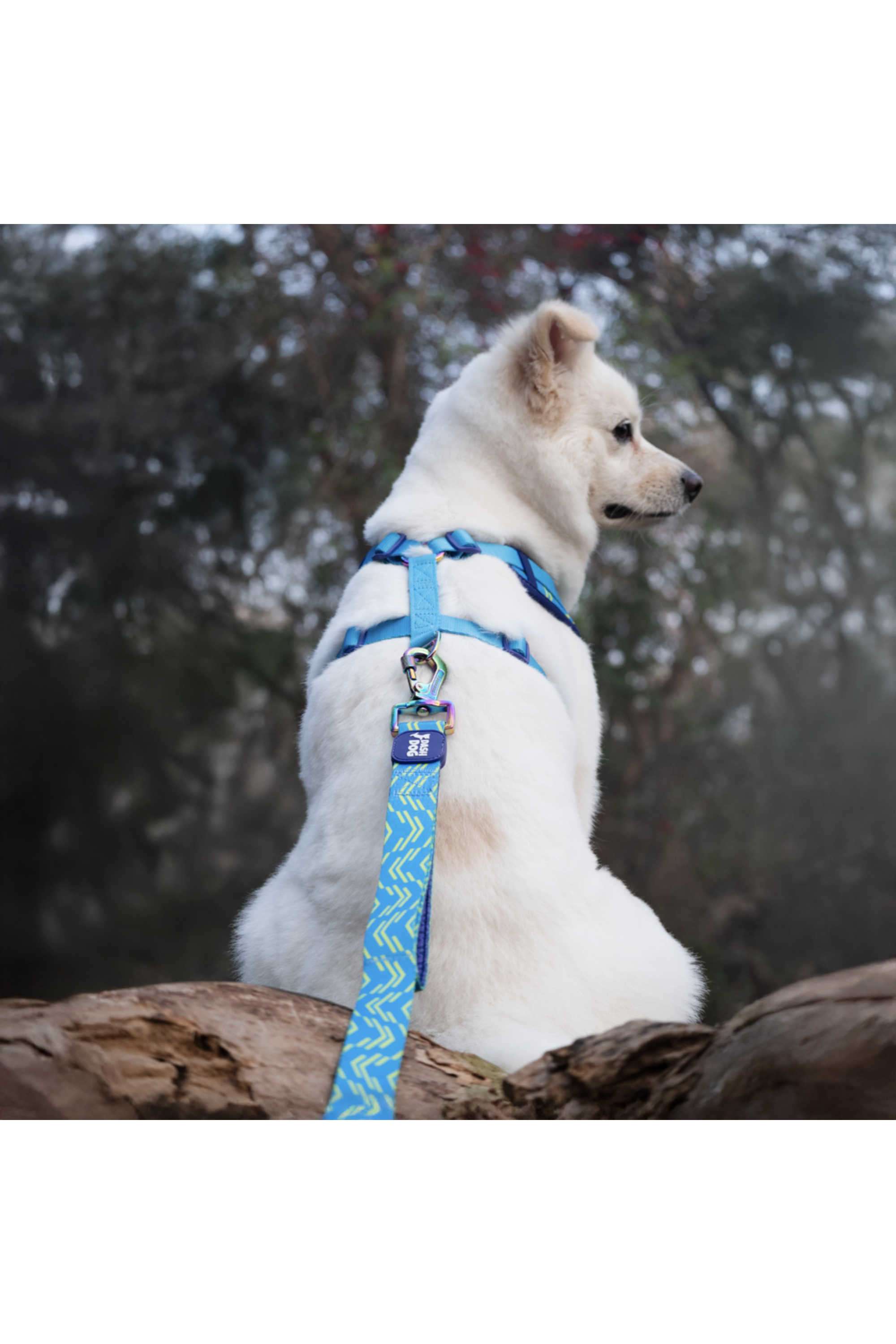 Dash-Dog-Vector-Dual-Handle-Leash-For-Dog