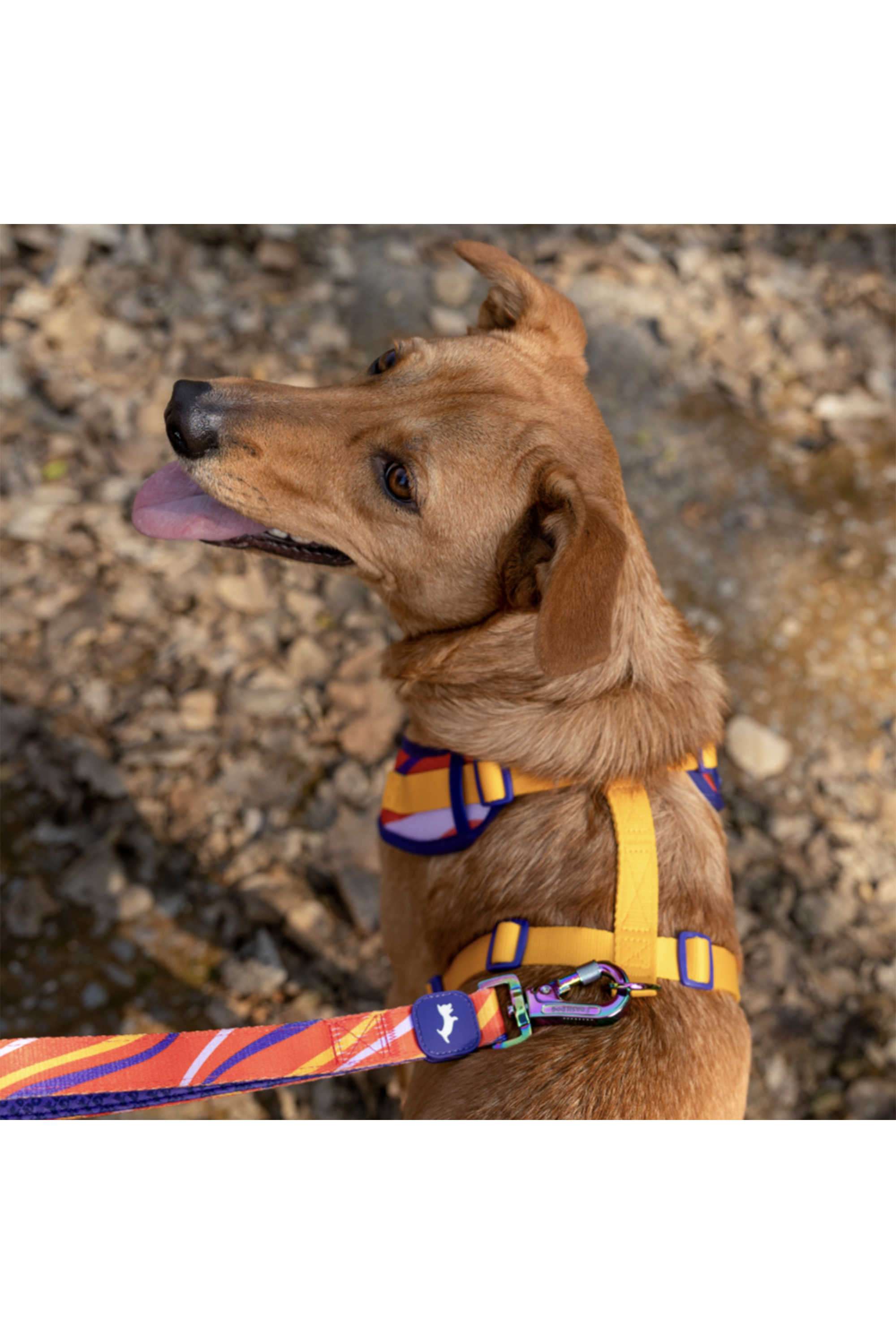 Dash-Dog-Radiant-Blaze-Dual-Handle-Leash-For-Dog