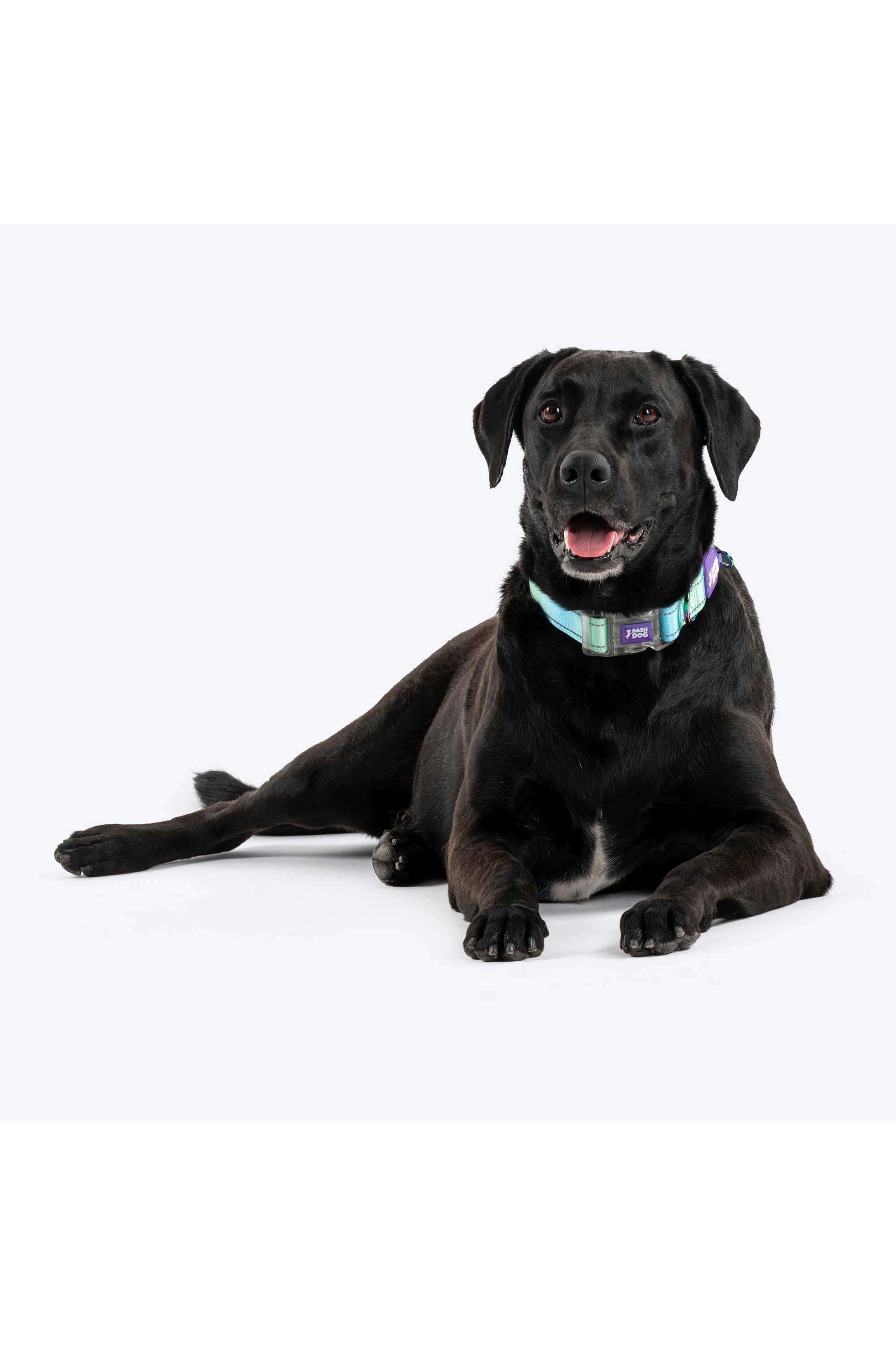 Dash-Dog-Ethernal-Fade-Padded-Collar-For-Dog