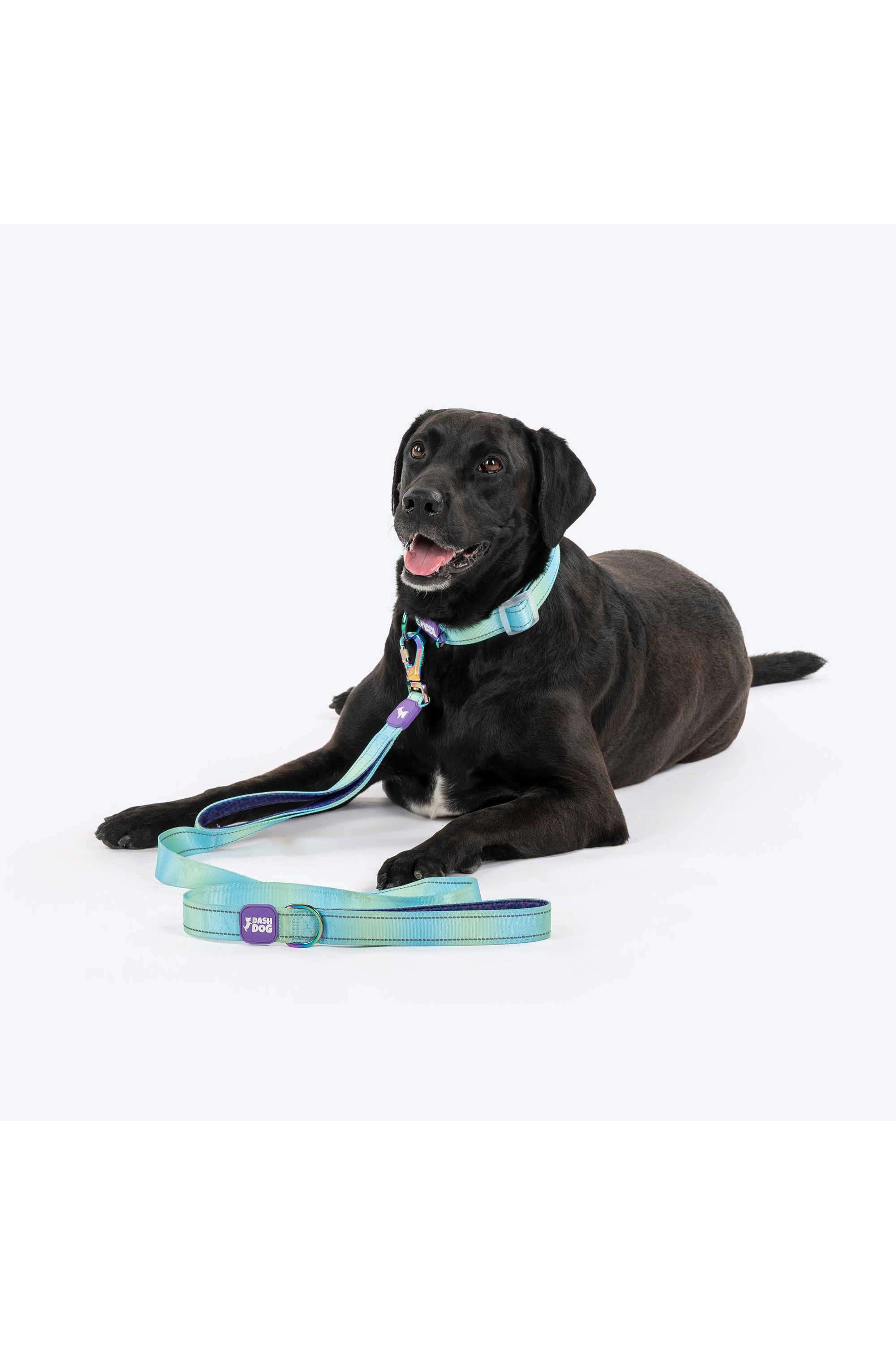 Dash-Dog-Ethernal-Fade-Dual-Handle-Leash-For-Dog
