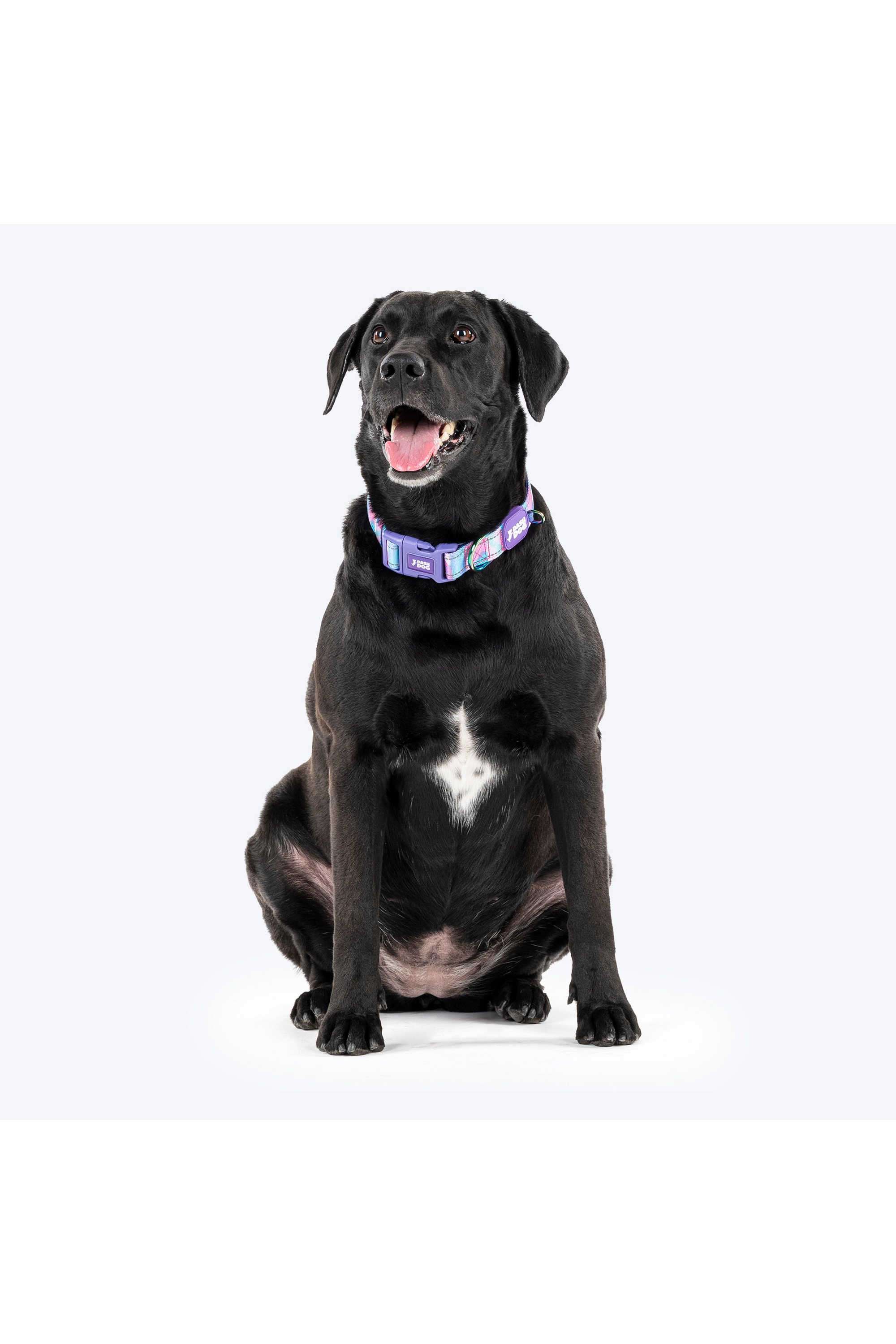 Dash-Dog-Galaxy-Padded-Collar-For-Dog