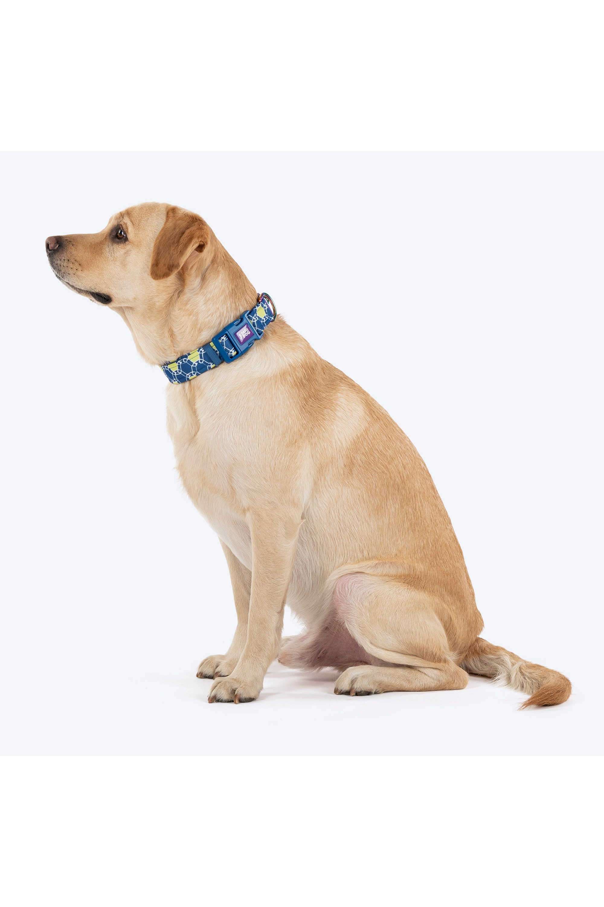 Dash-Dog-Wildcrest-Padded-Collar-For-Dog