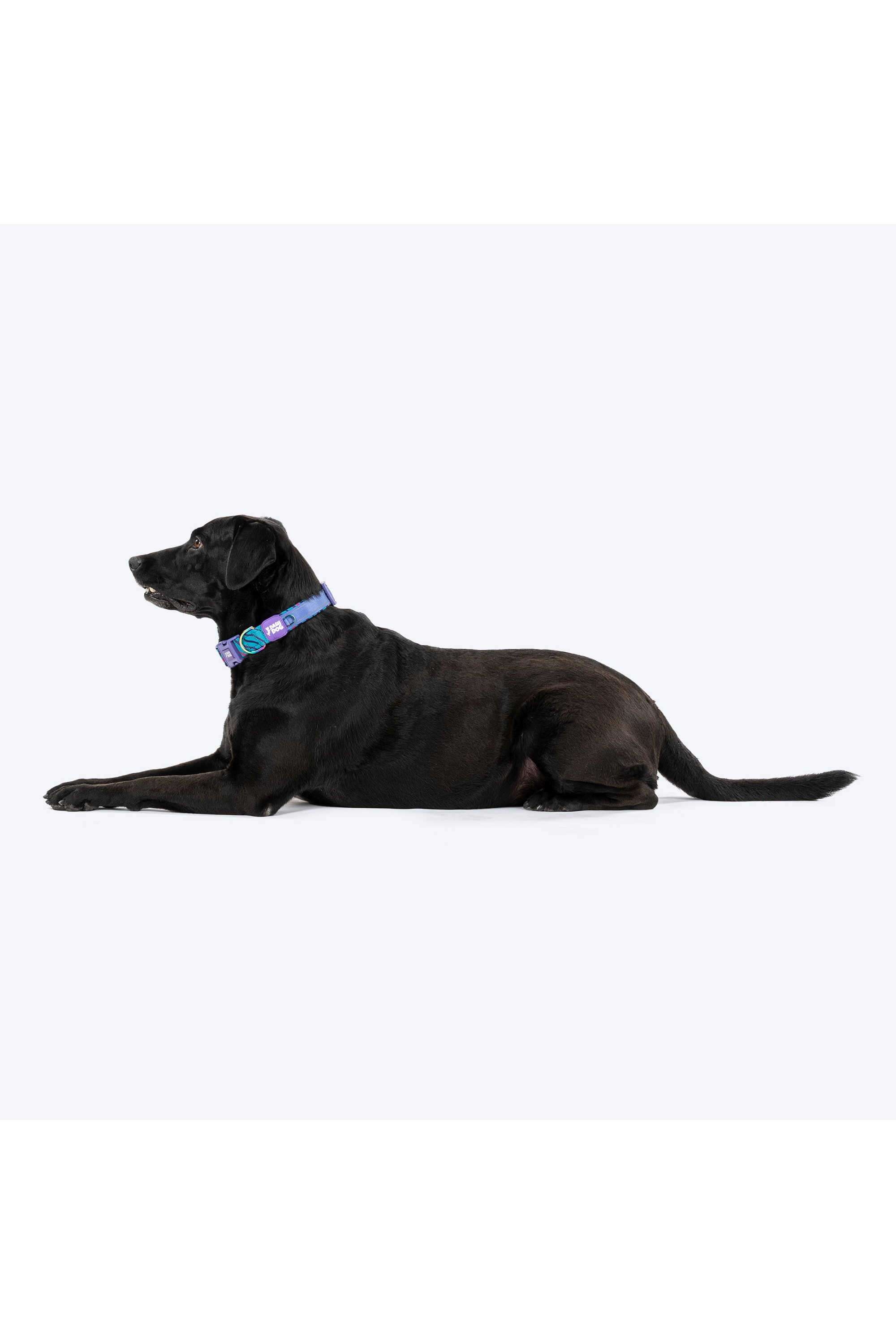 Dash-Dog-Ocean-Breeze-Padded-Collar-For-Dog