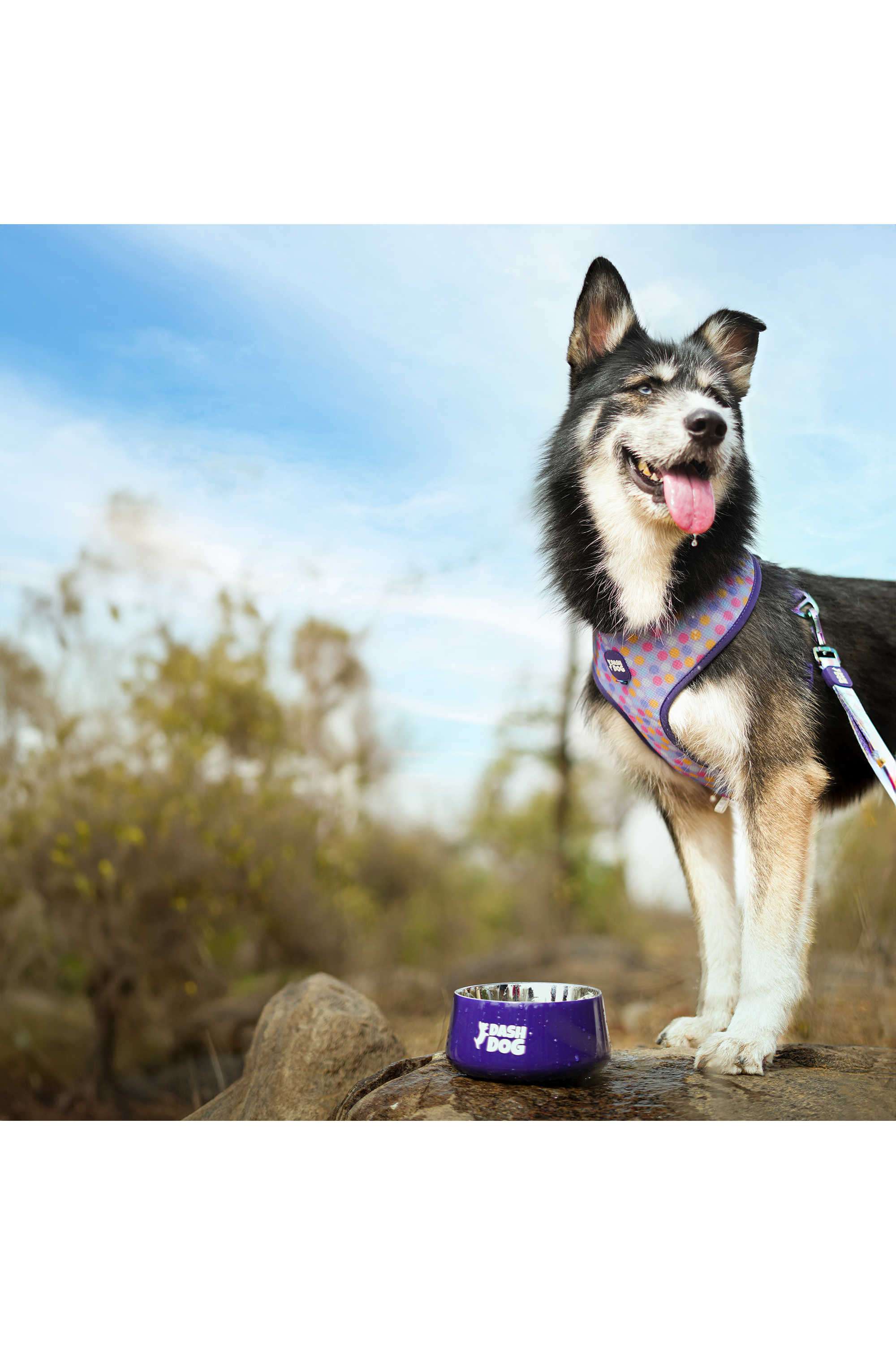 Dash-Dog-Tulip-Bowl-For-Dogs