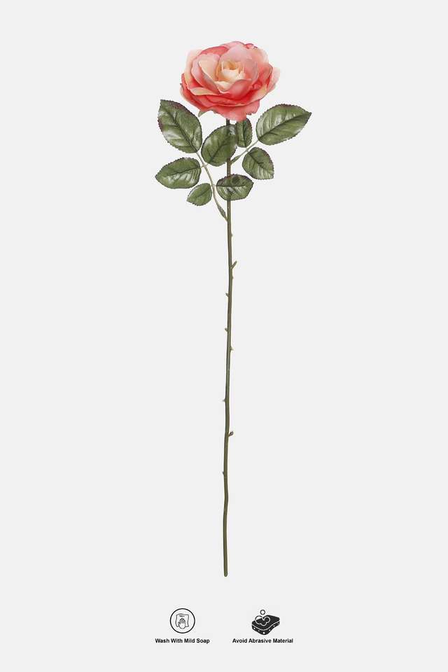 French-Rose-Steam-Corl-Pink