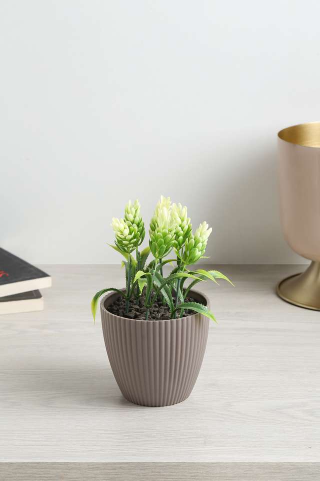 Mini-Ribbed-Plastic-Suclnt-Grn-Flora