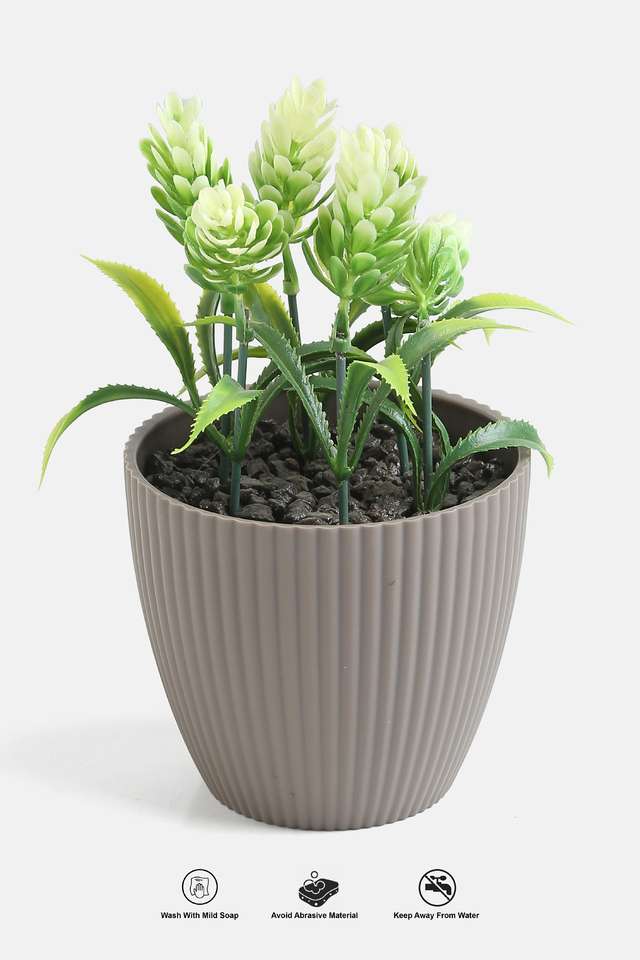 Mini-Ribbed-Plastic-Suclnt-Grn-Flora
