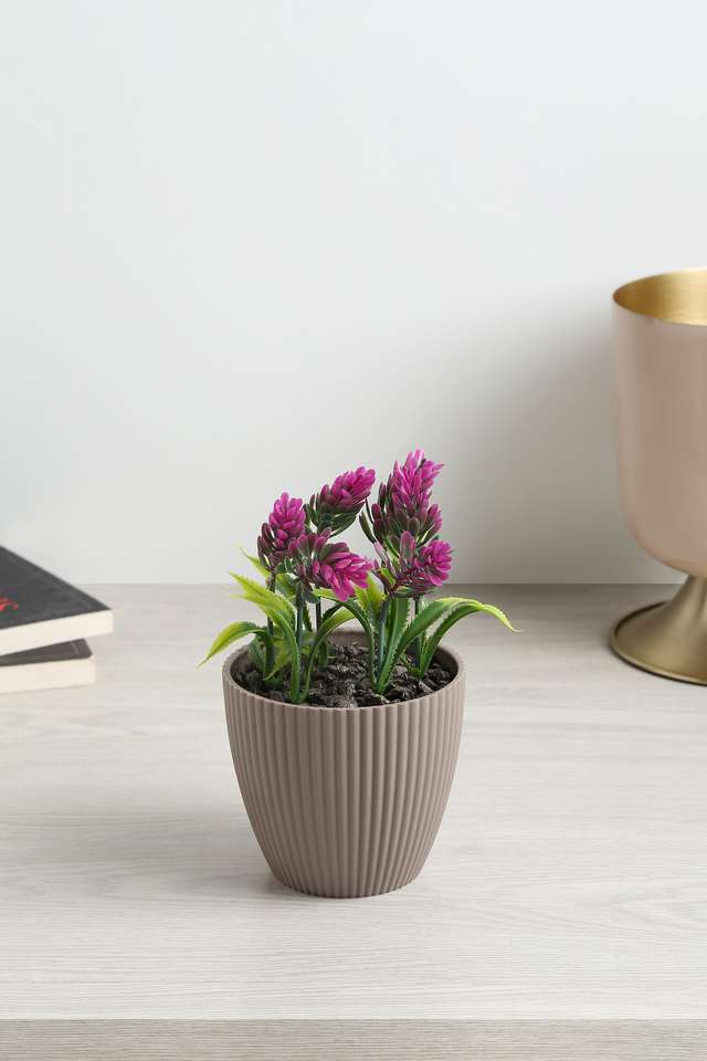 Mini-Ribbed-Suclnt-Purple-Flora