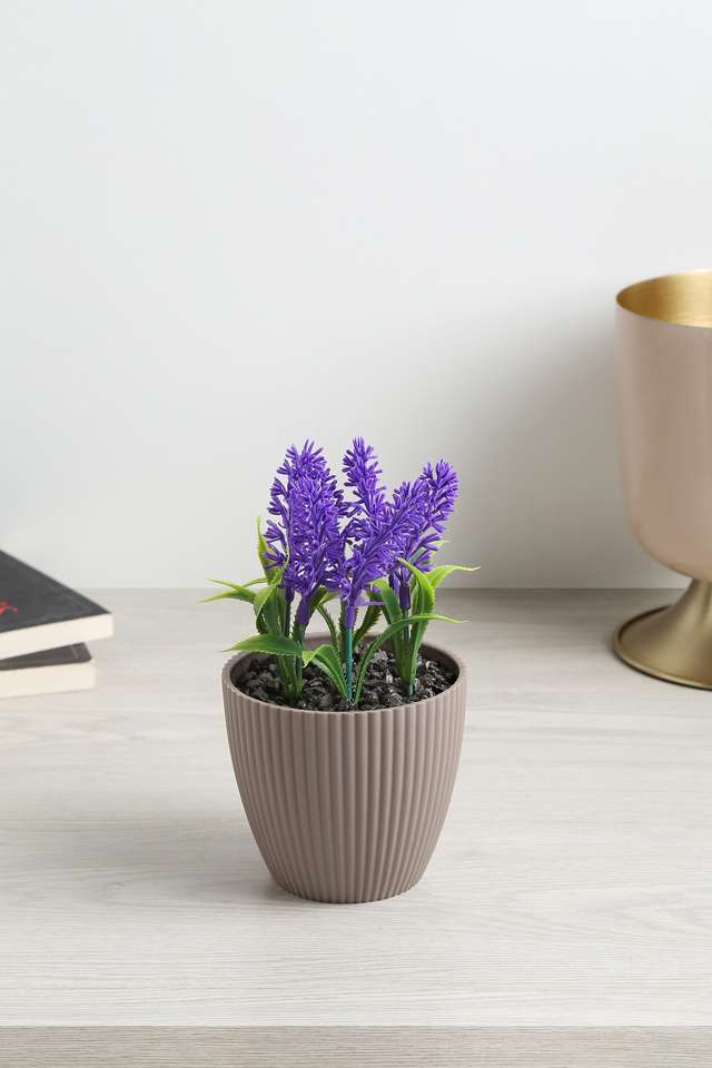 Mini-Ribbed-Suclnt-Purple-Bush