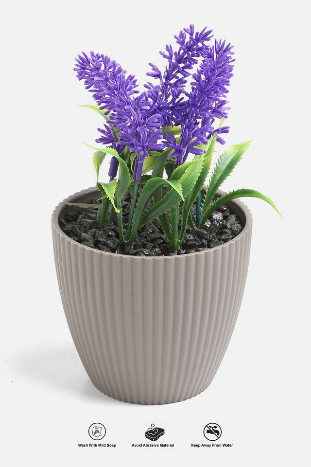 Mini-Ribbed-Suclnt-Purple-Bush