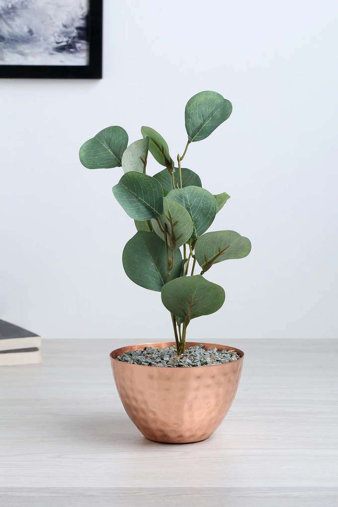 Gold-Hammered-Potted-Plant-Euclyptus
