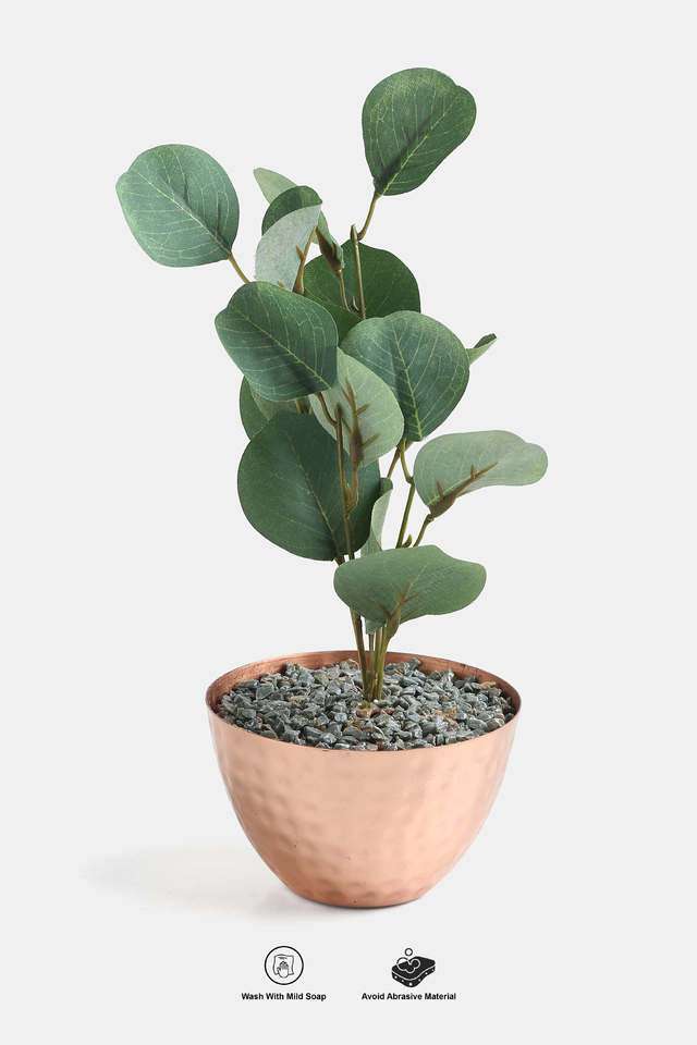 Gold-Hammered-Potted-Plant-Euclyptus