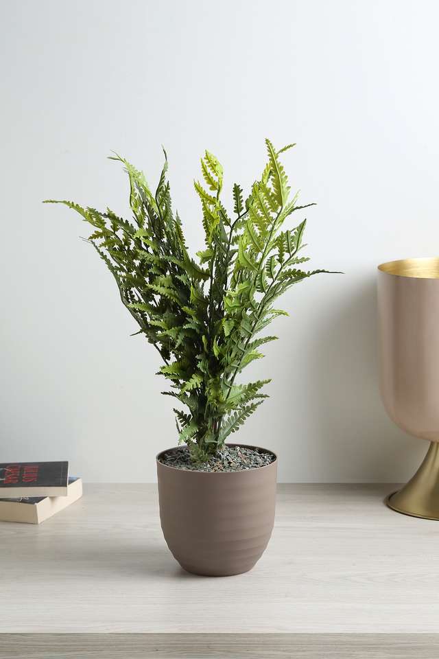 Cement-Finish-Potted-Plant-Fern